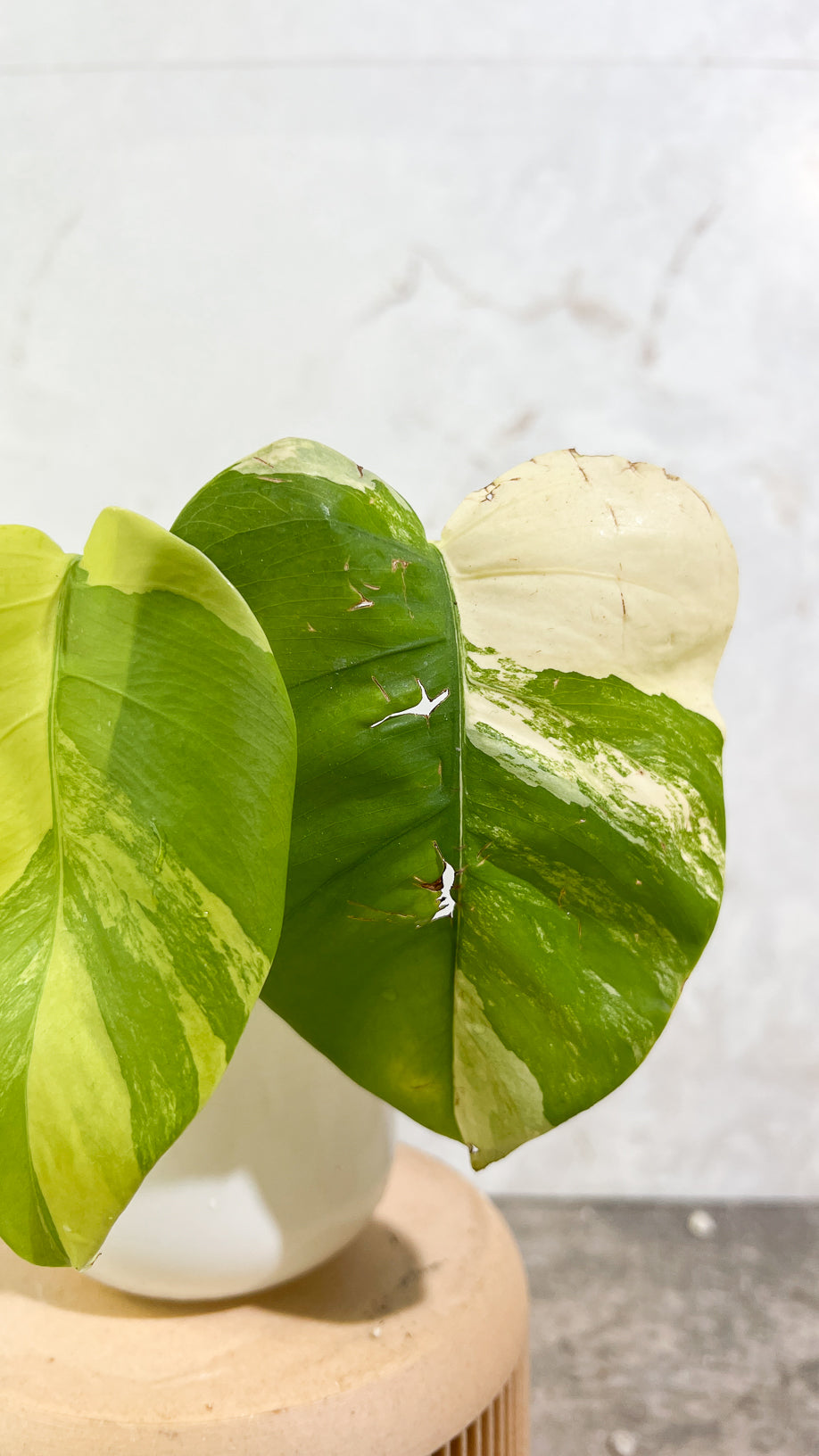 Private sale: Monstera Aurea Tricolor Rooting 2 leaves Top Cutting