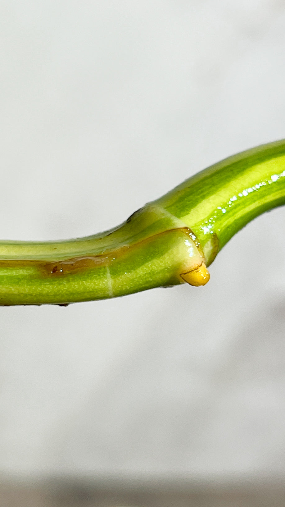 Private sale: Monstera Aurea Tricolor Rooting 2 leaves Top Cutting