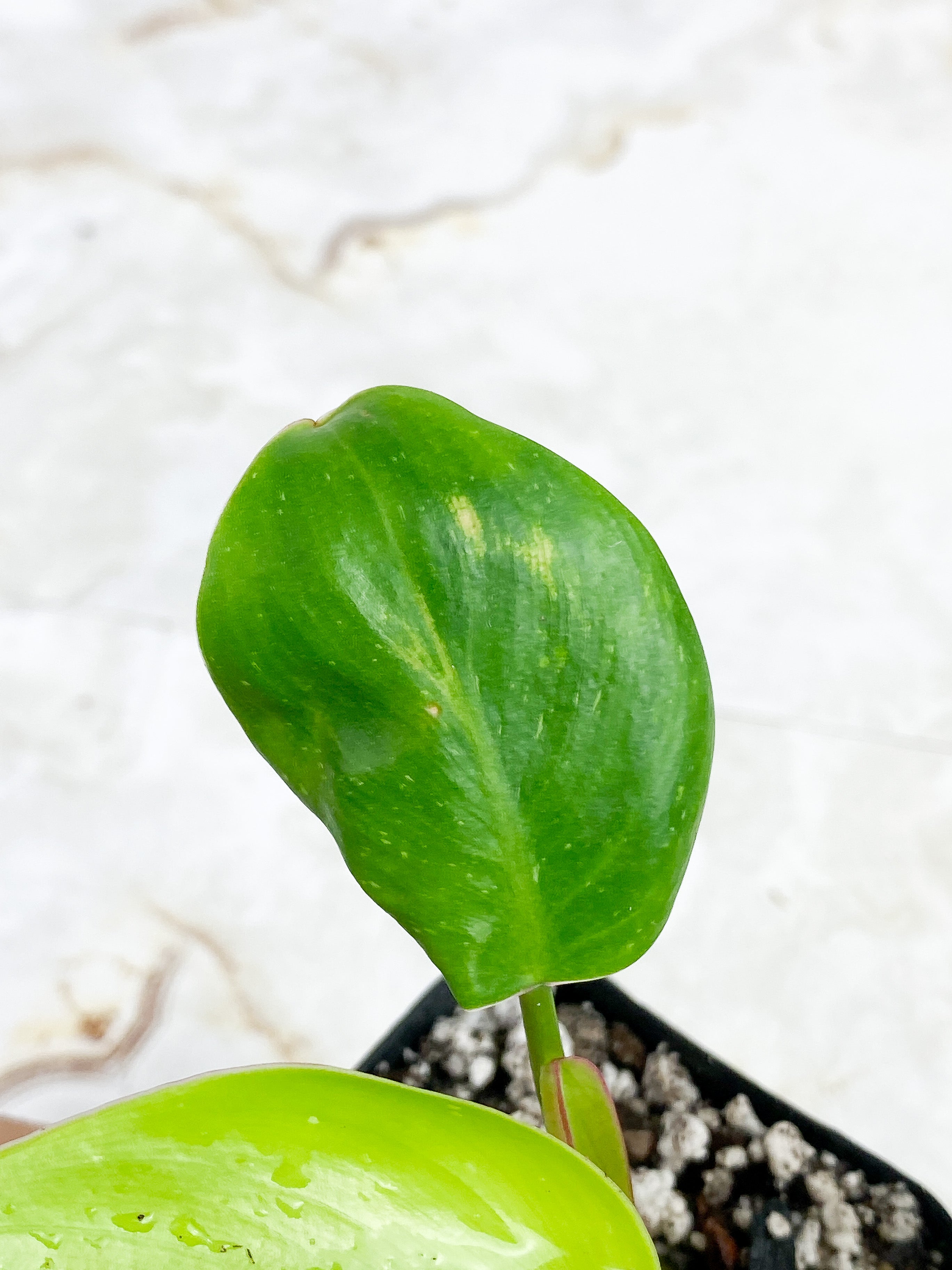 Philodendron white princess rooted. 3 leaves