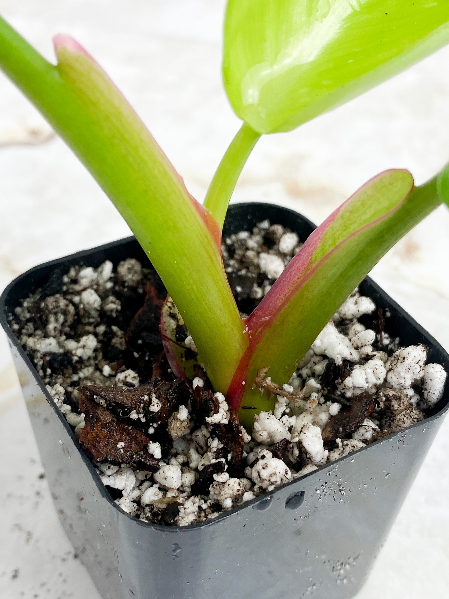 Philodendron white princess rooted. 3 leaves