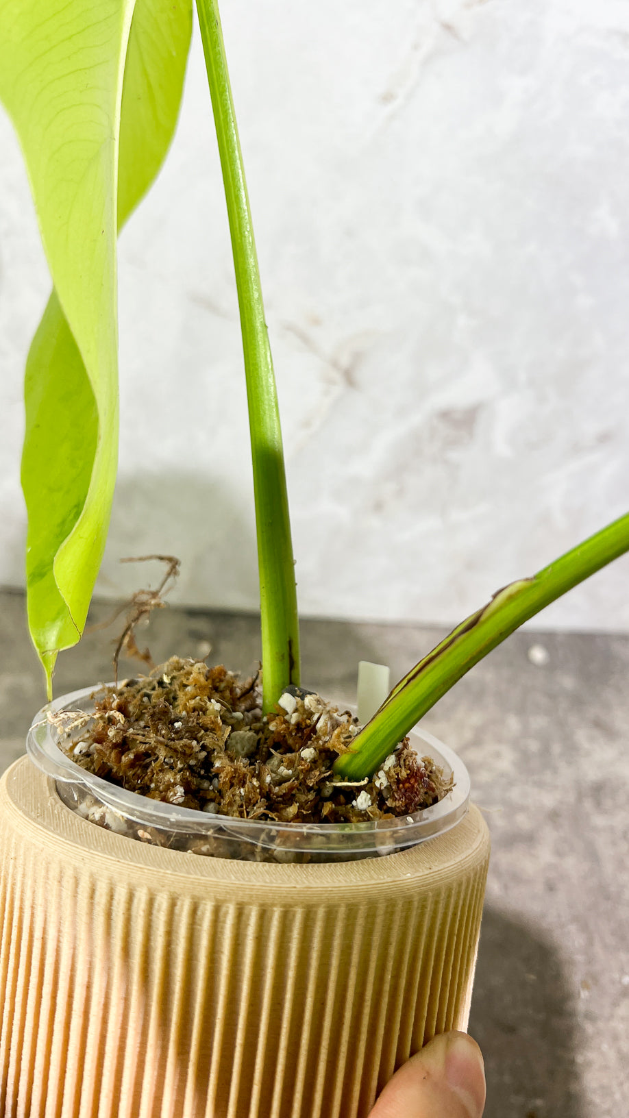 Private sale: Monstera Aurea Tricolor Rooting 2 leaves Top Cutting
