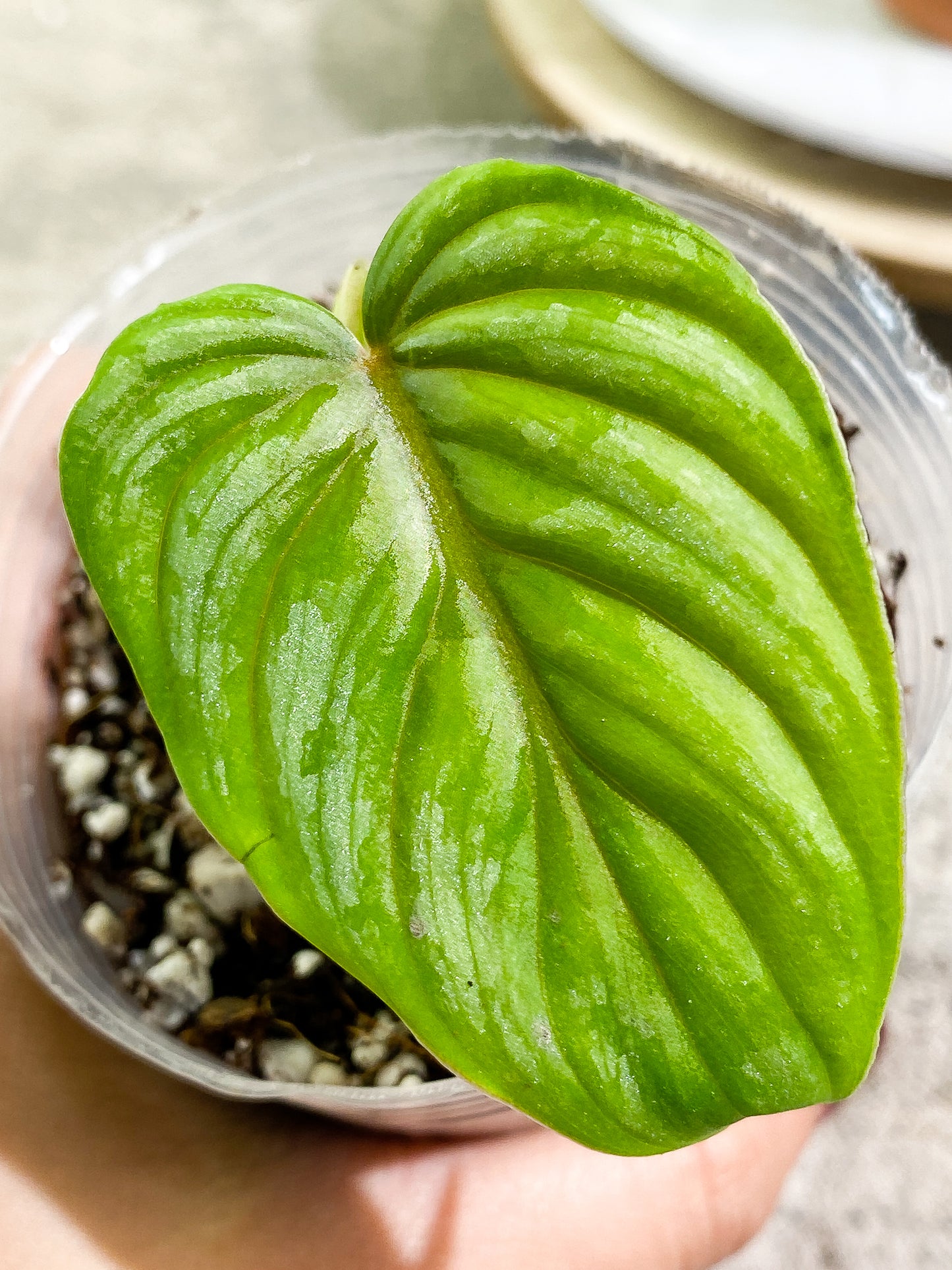 Philodendron plowmanii  silver 1 leaf rooted