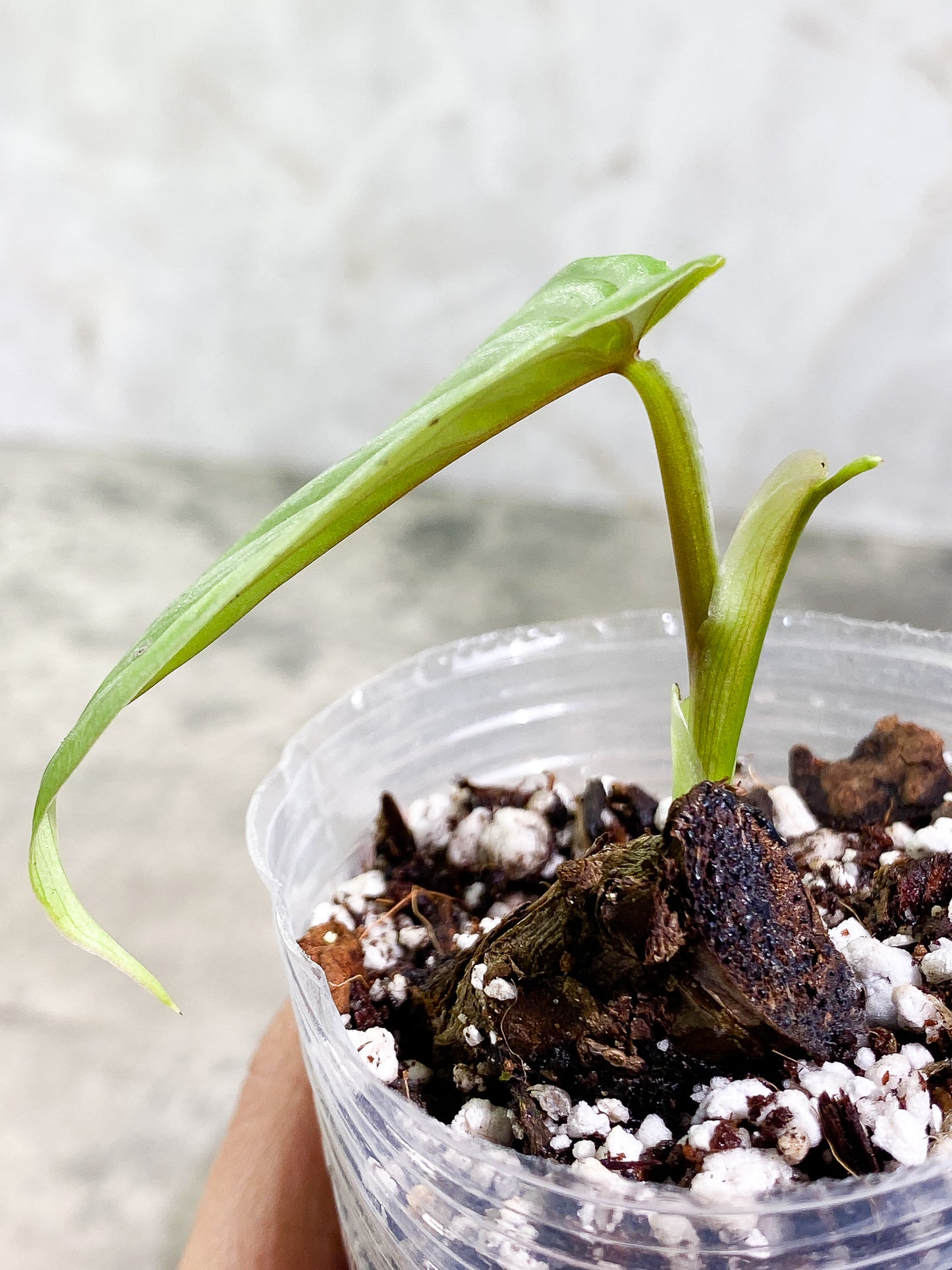 Philodendron plowmanii  silver 1 leaf rooted