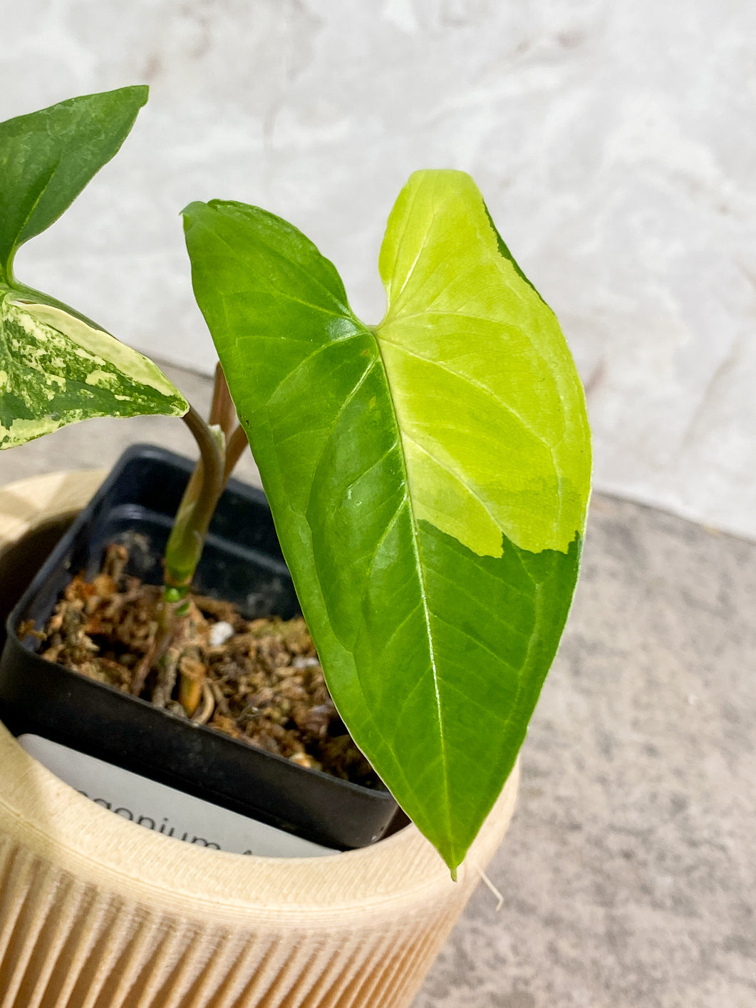 Syngonium Aurea 2 leaves triple node Rooted