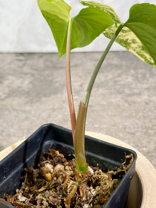 Syngonium Aurea 2 leaves triple node Rooted