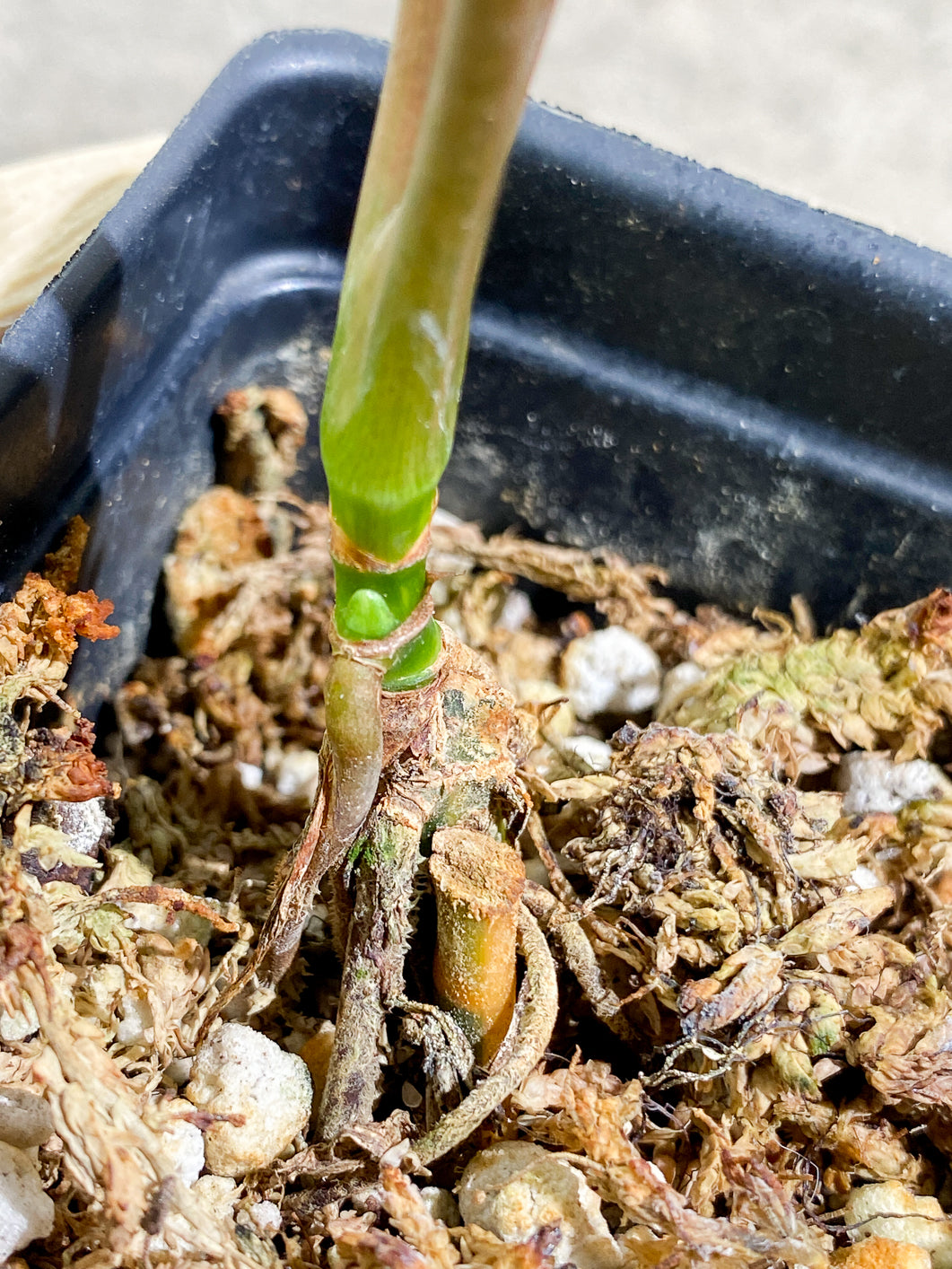 Syngonium Aurea 2 leaves triple node Rooted