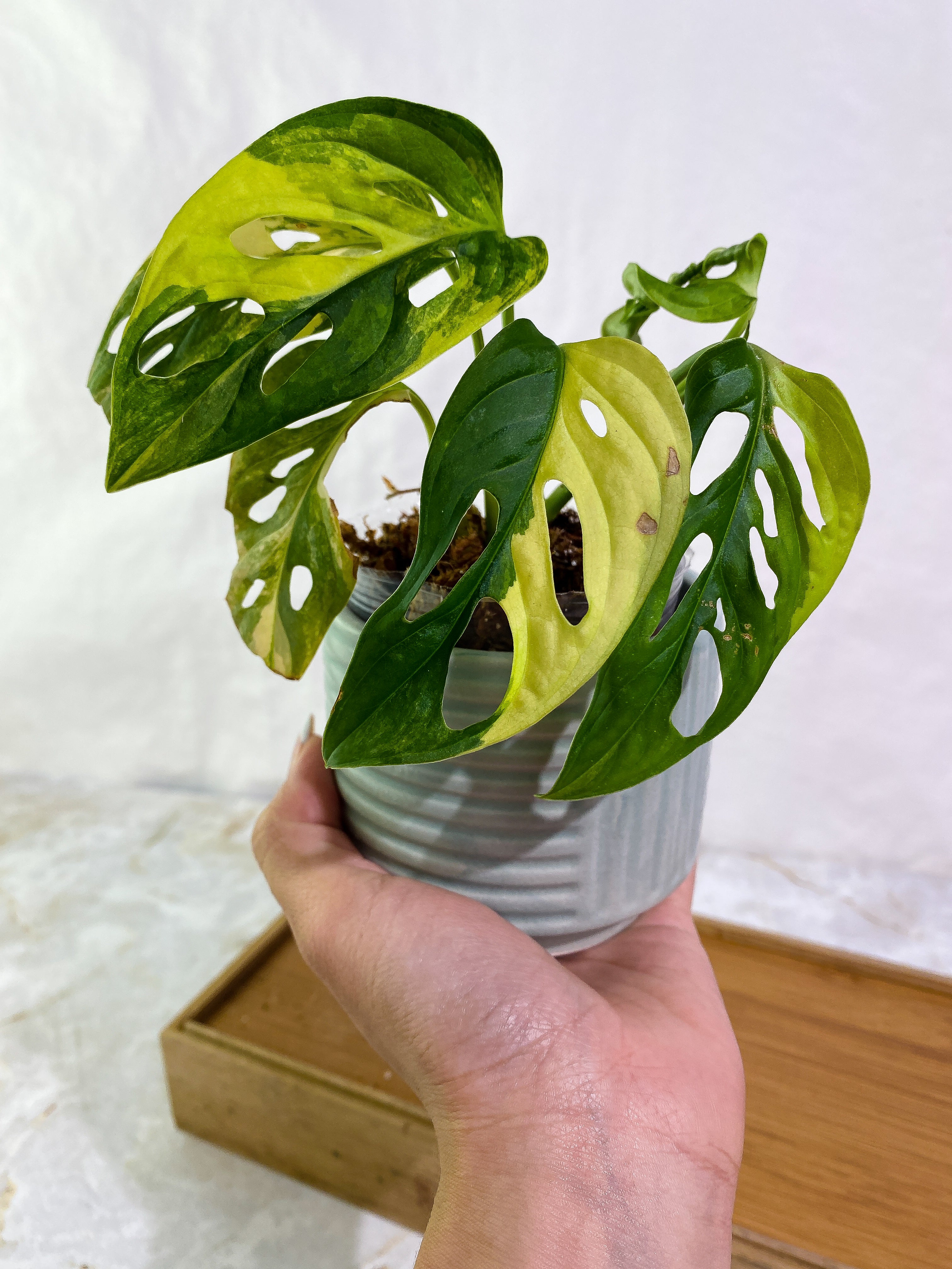 Highly top variegated Monstera Adansonii Aurea