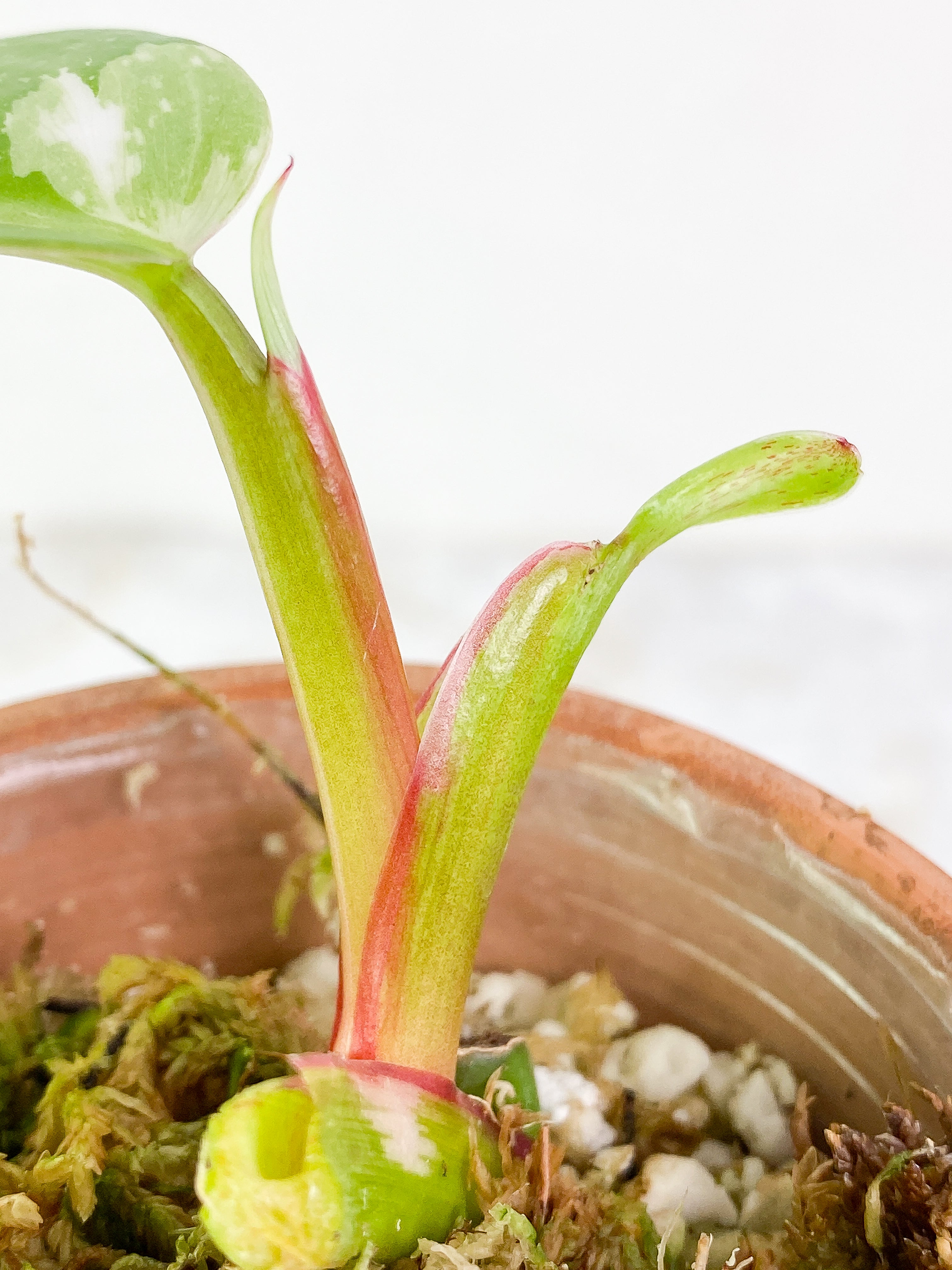 Philodendron white princess 1 leaf & 1 sprout Slightly Rooted