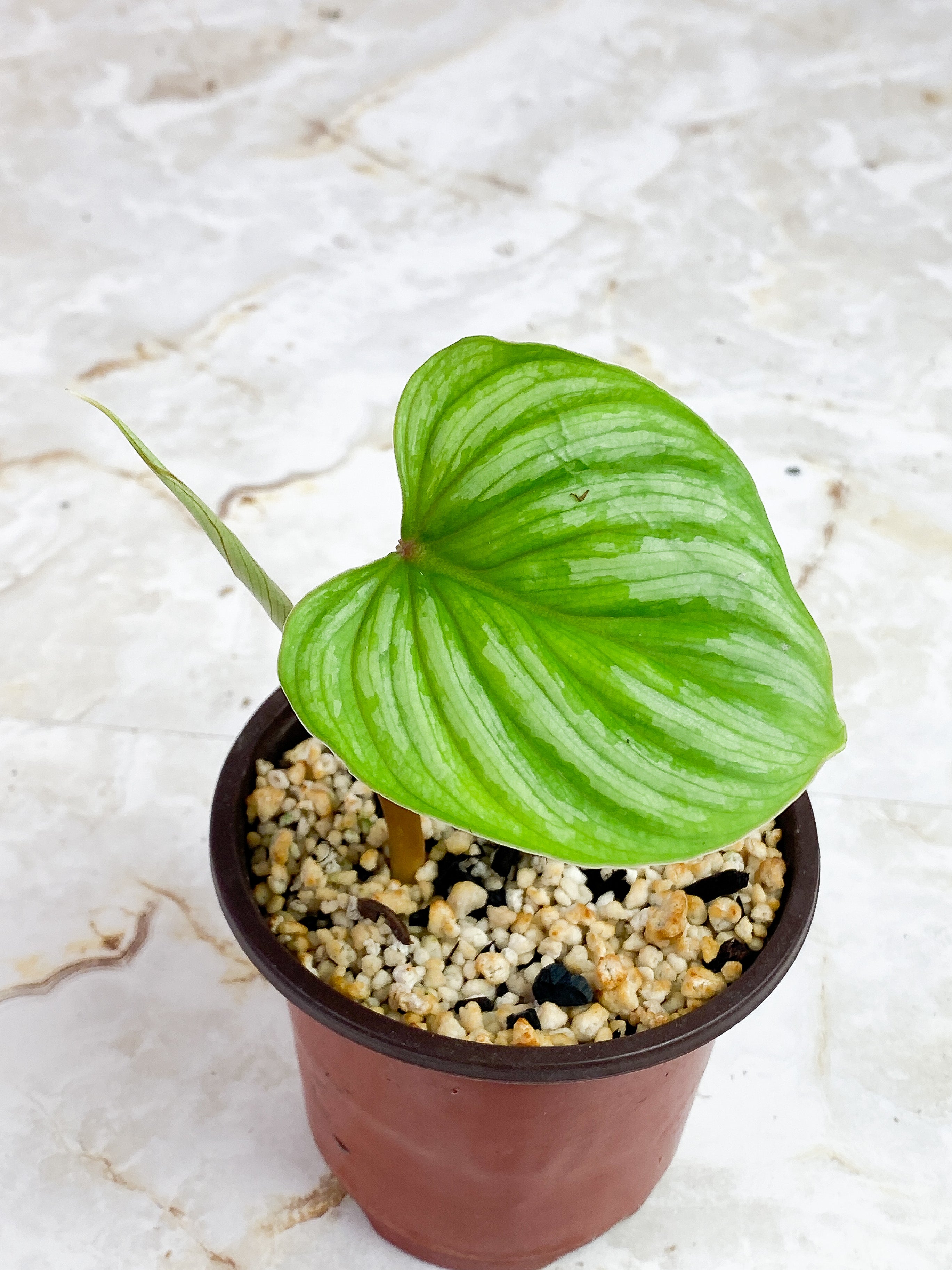 Philodendron Mamei Silver Cloud rooted