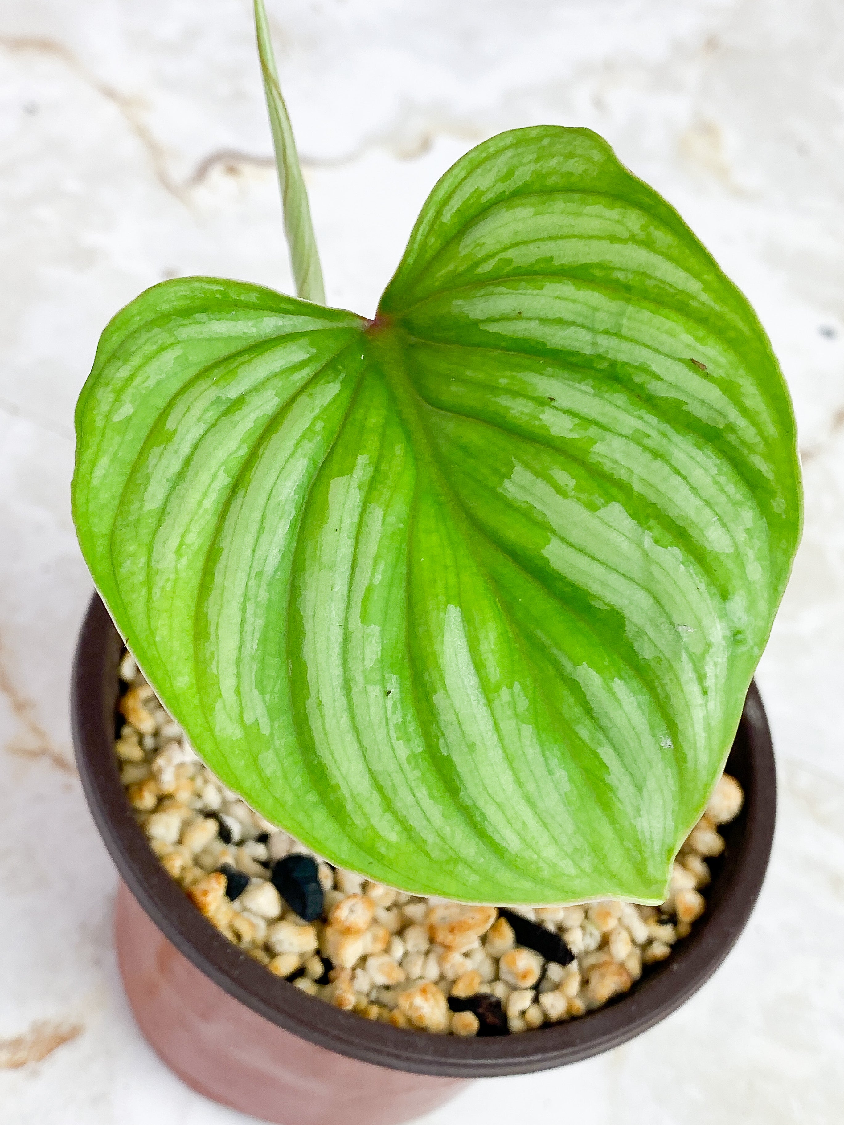 Philodendron Mamei Silver Cloud rooted