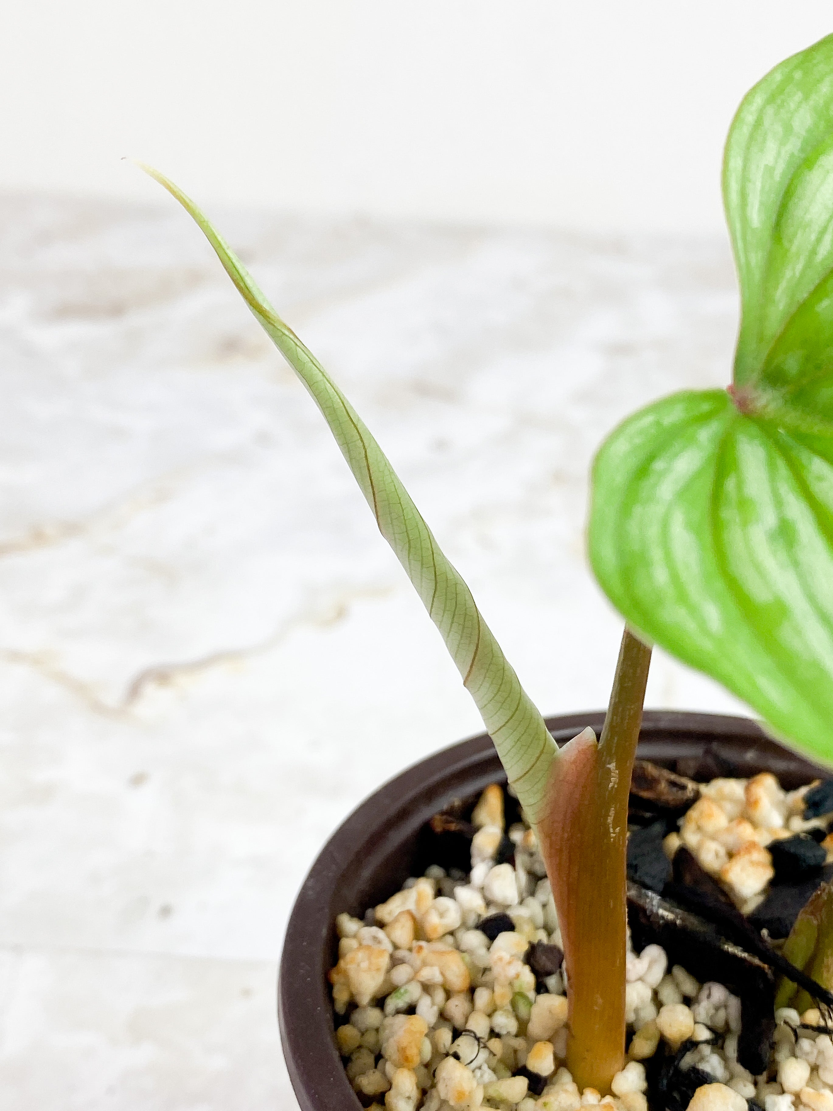 Philodendron Mamei Silver Cloud rooted