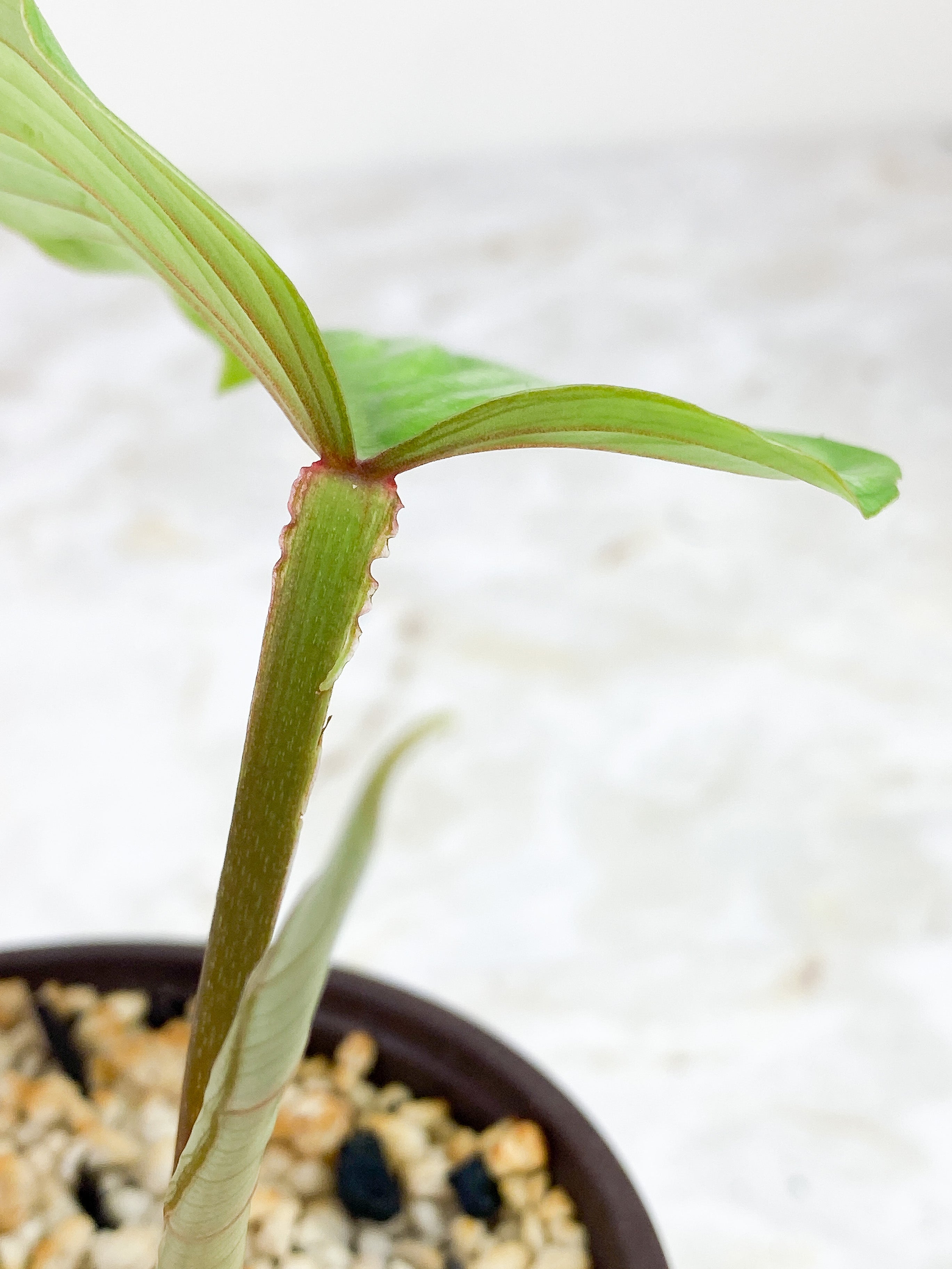 Philodendron Mamei Silver Cloud rooted