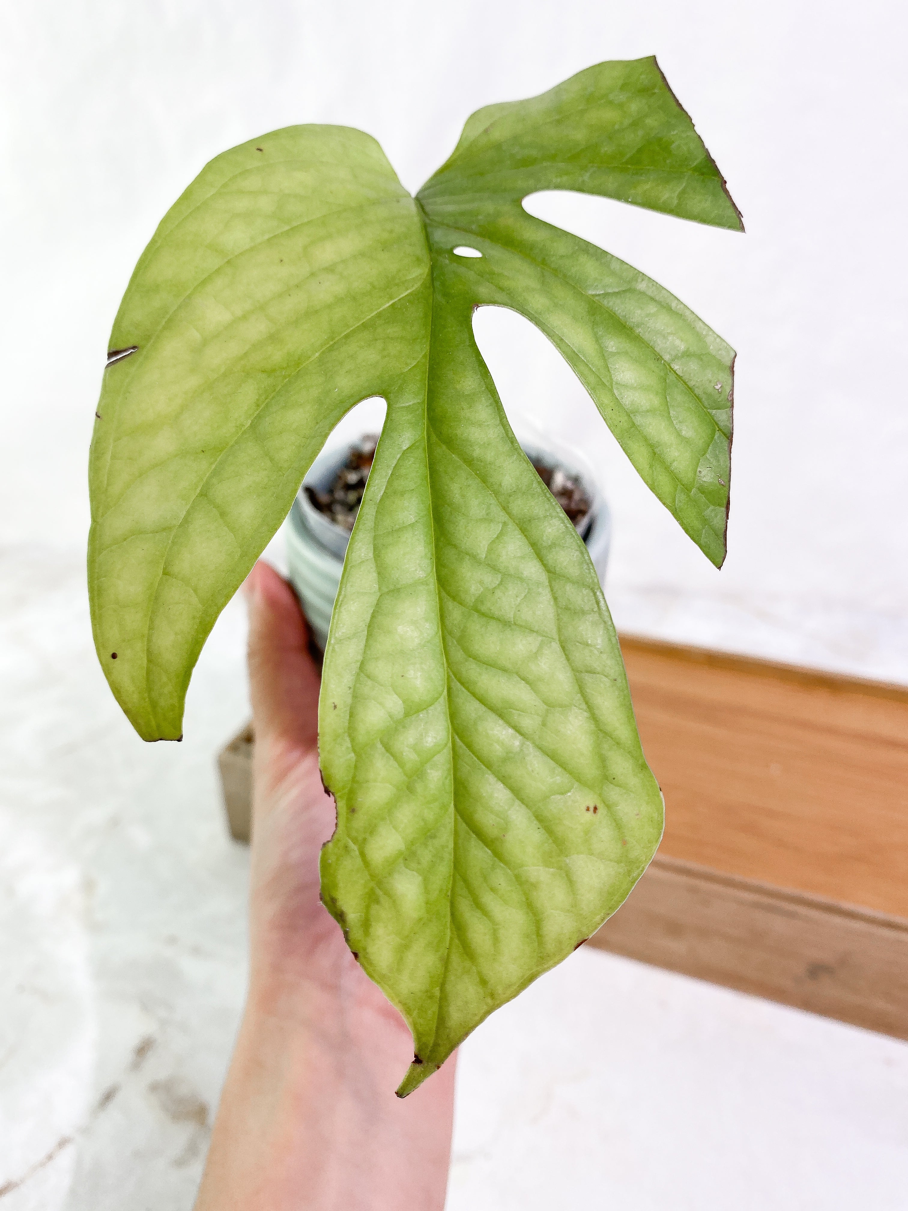 Amydrium Silver 1 leaf rooted