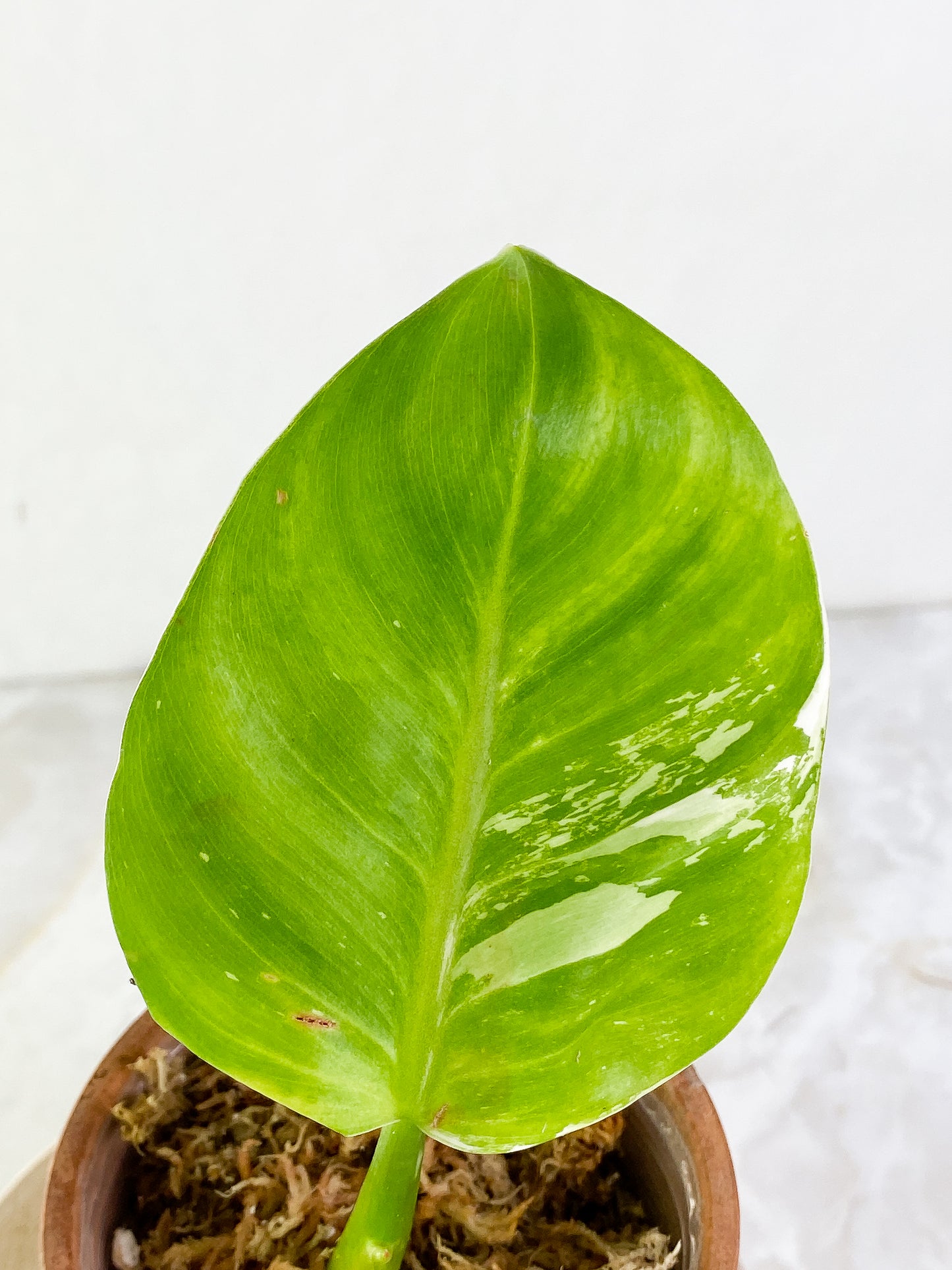 Philodendron white princess 1 leaf Rooting
