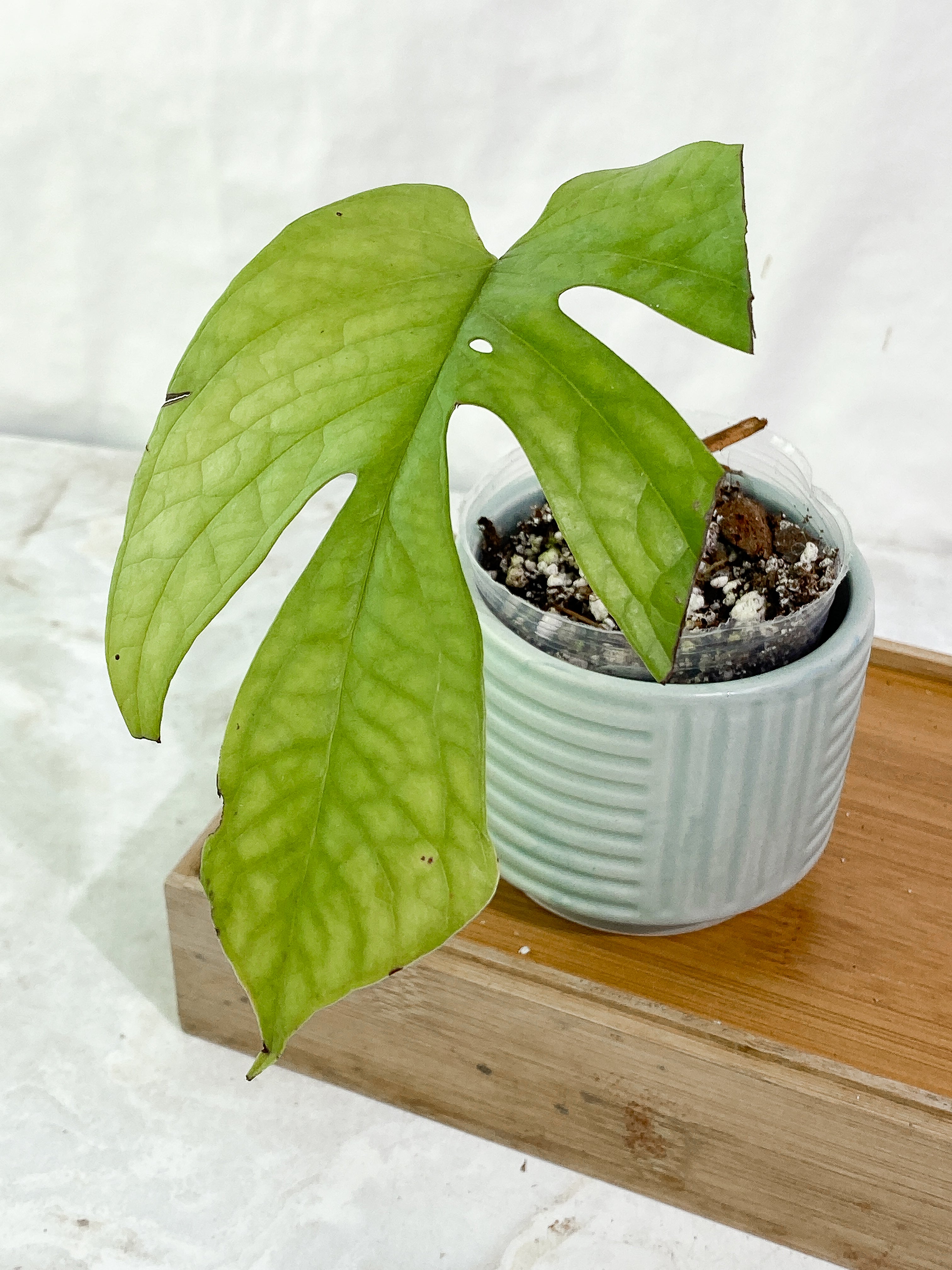 Amydrium Silver 1 leaf rooted