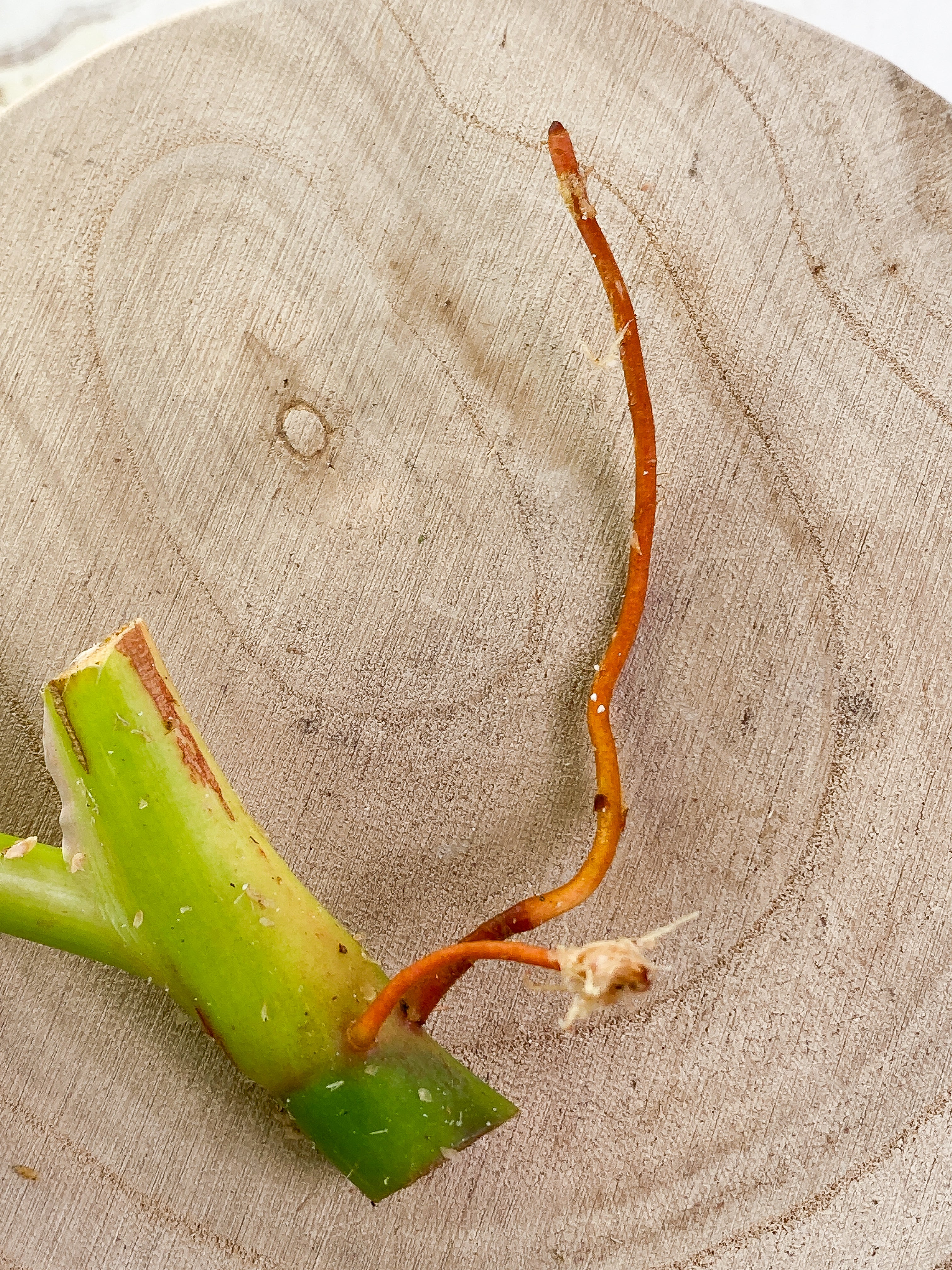 Philodendron white princess 1 leaf Rooting