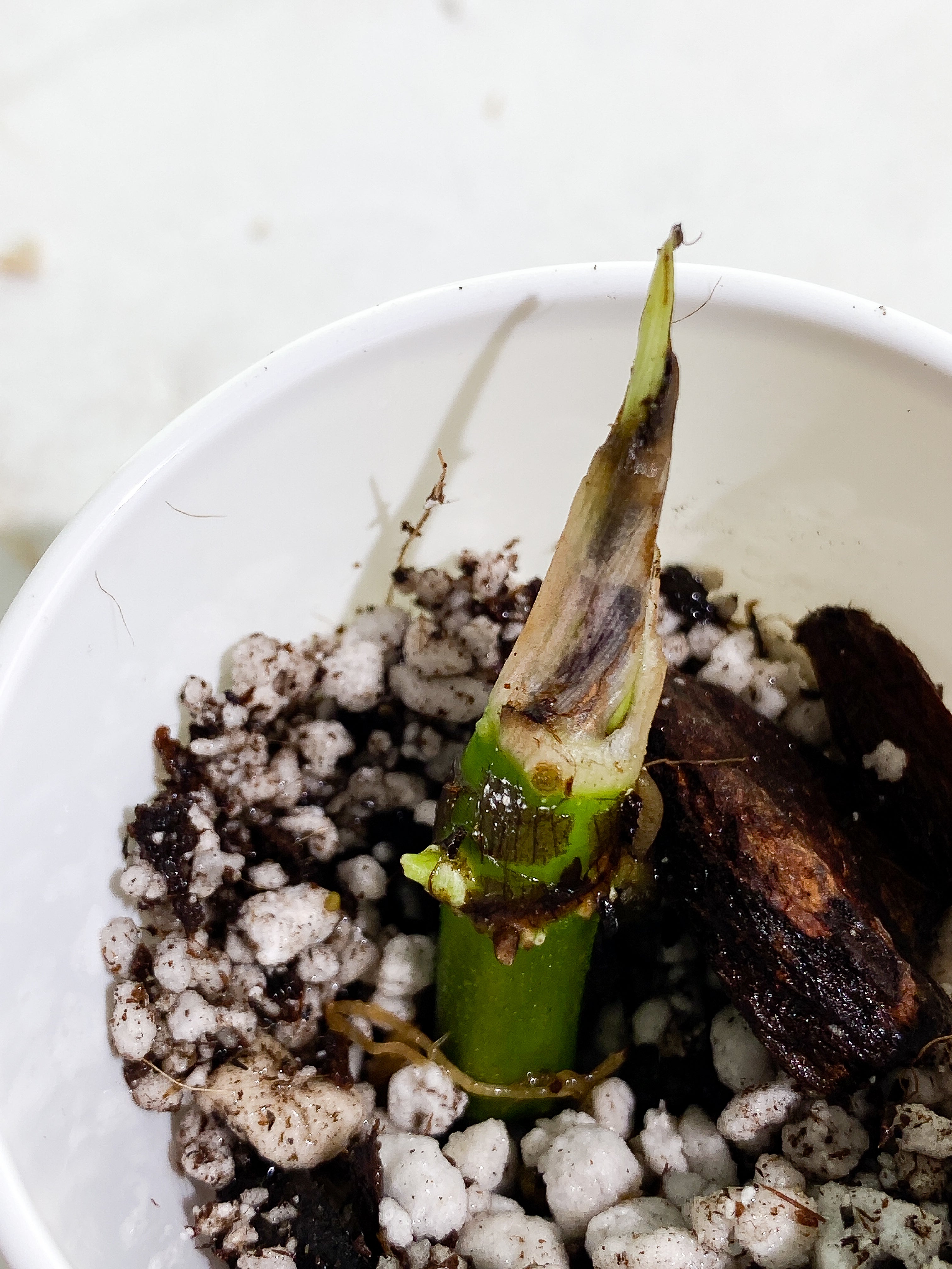 Philodendron verrucosum carmin sprout rooting 1 extra node