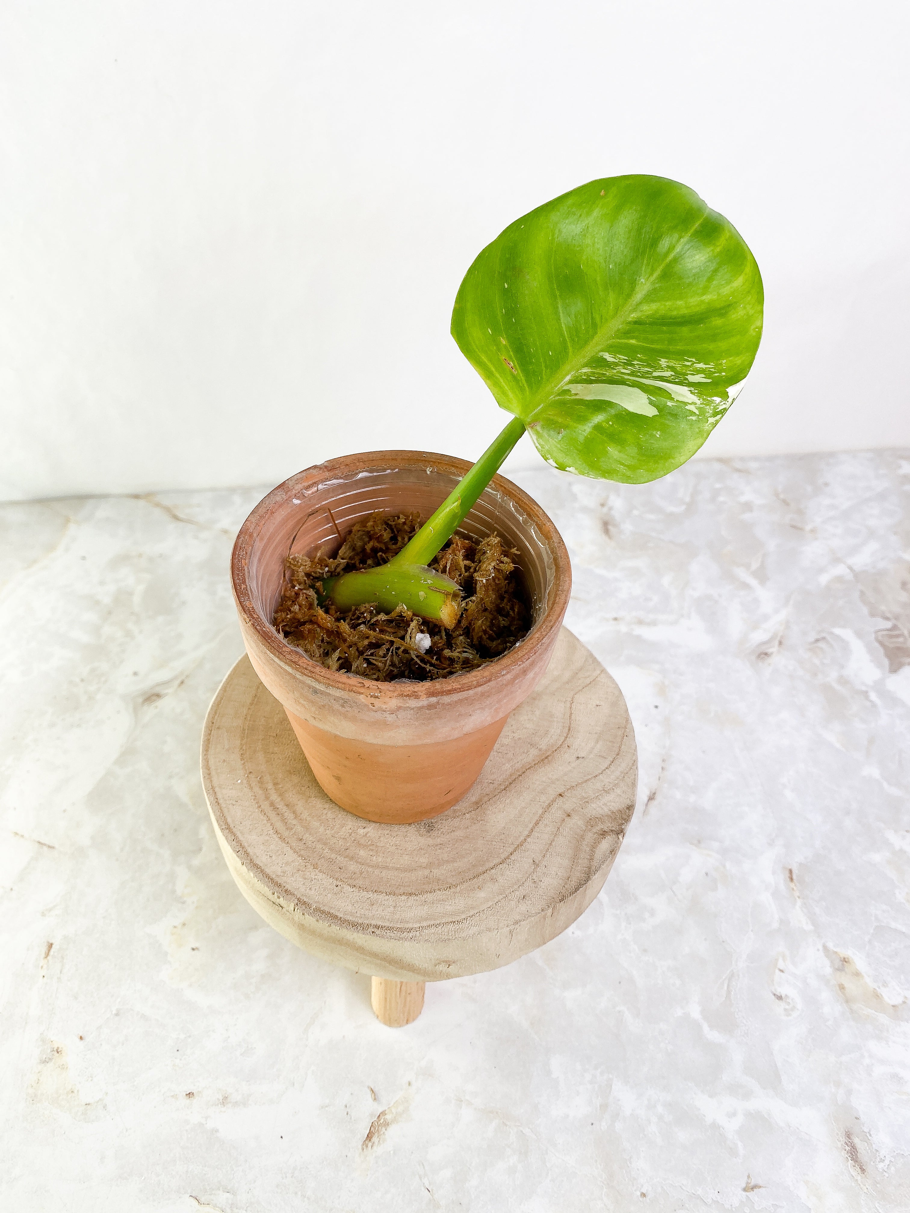 Philodendron white princess 1 leaf Rooting