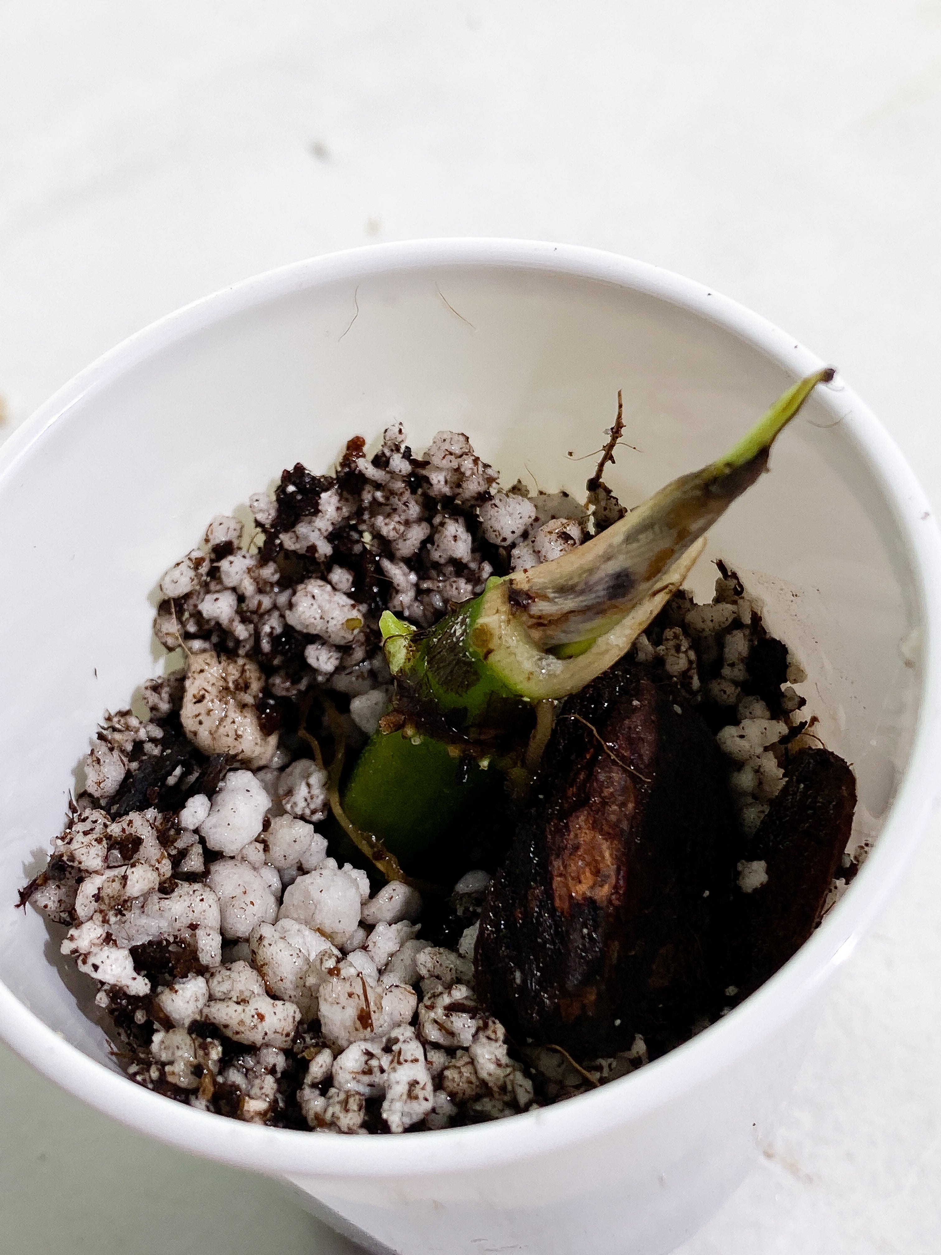 Philodendron verrucosum carmin sprout rooting 1 extra node