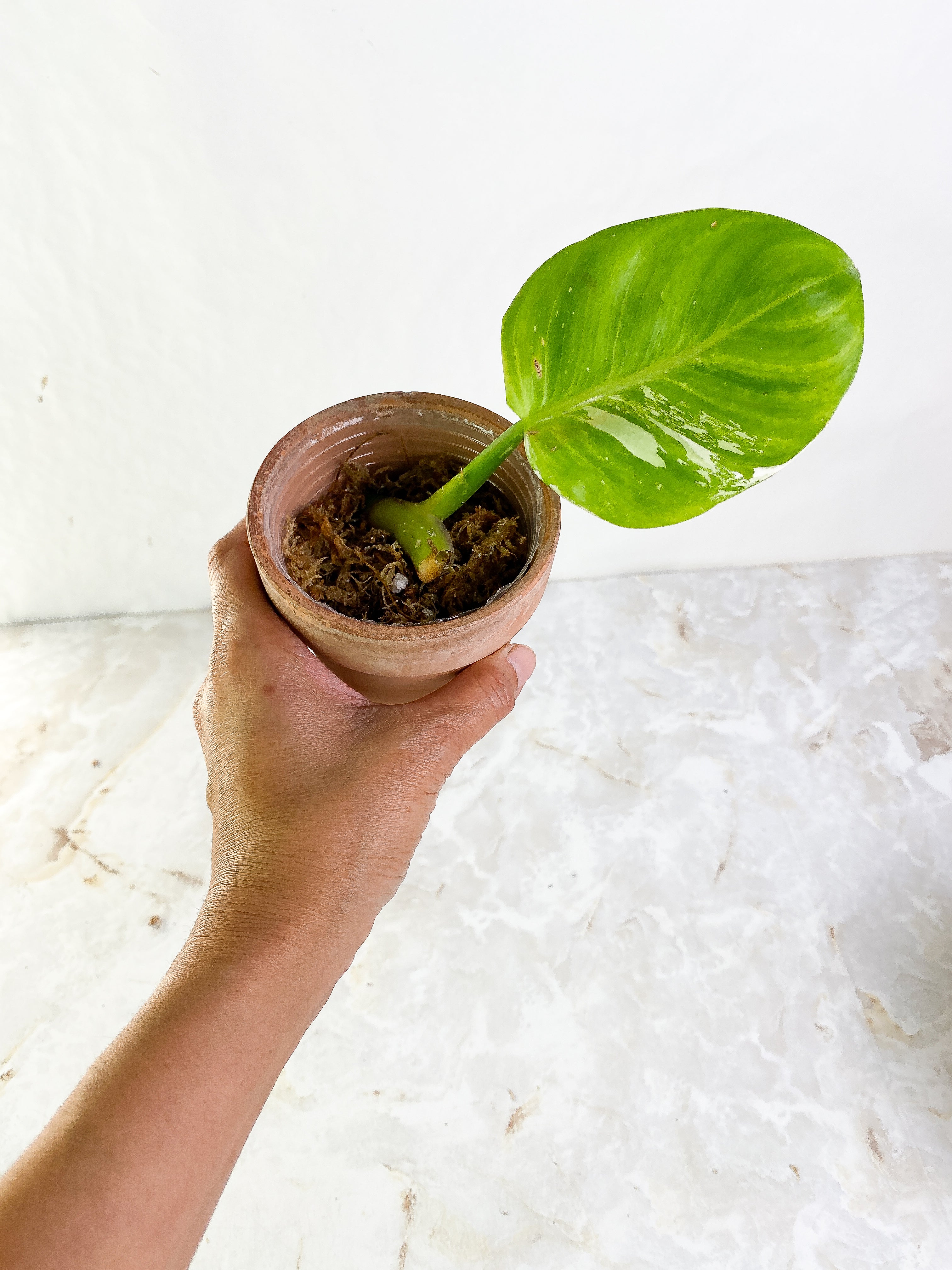 Philodendron white princess 1 leaf Rooting