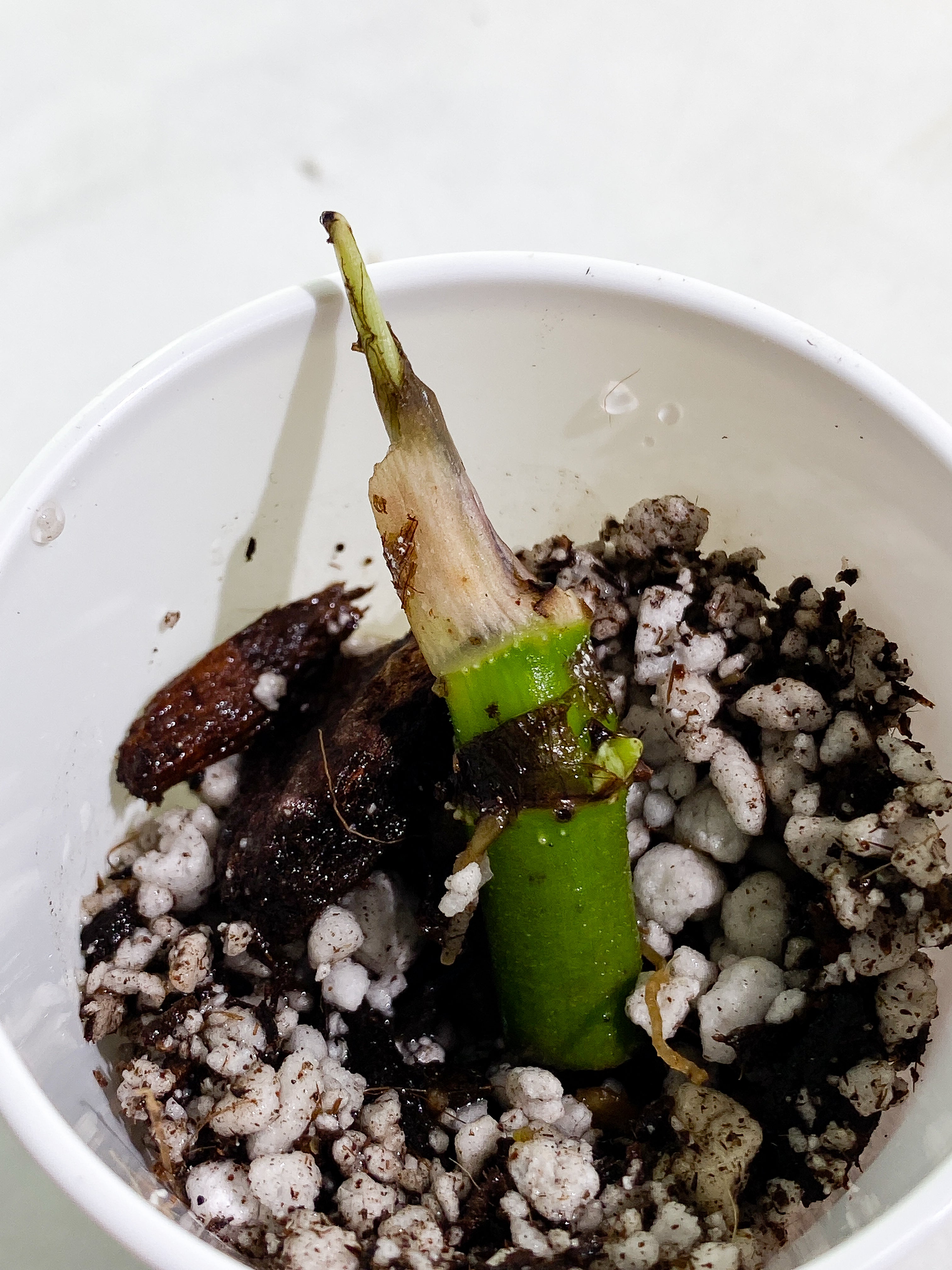 Philodendron verrucosum carmin sprout rooting 1 extra node
