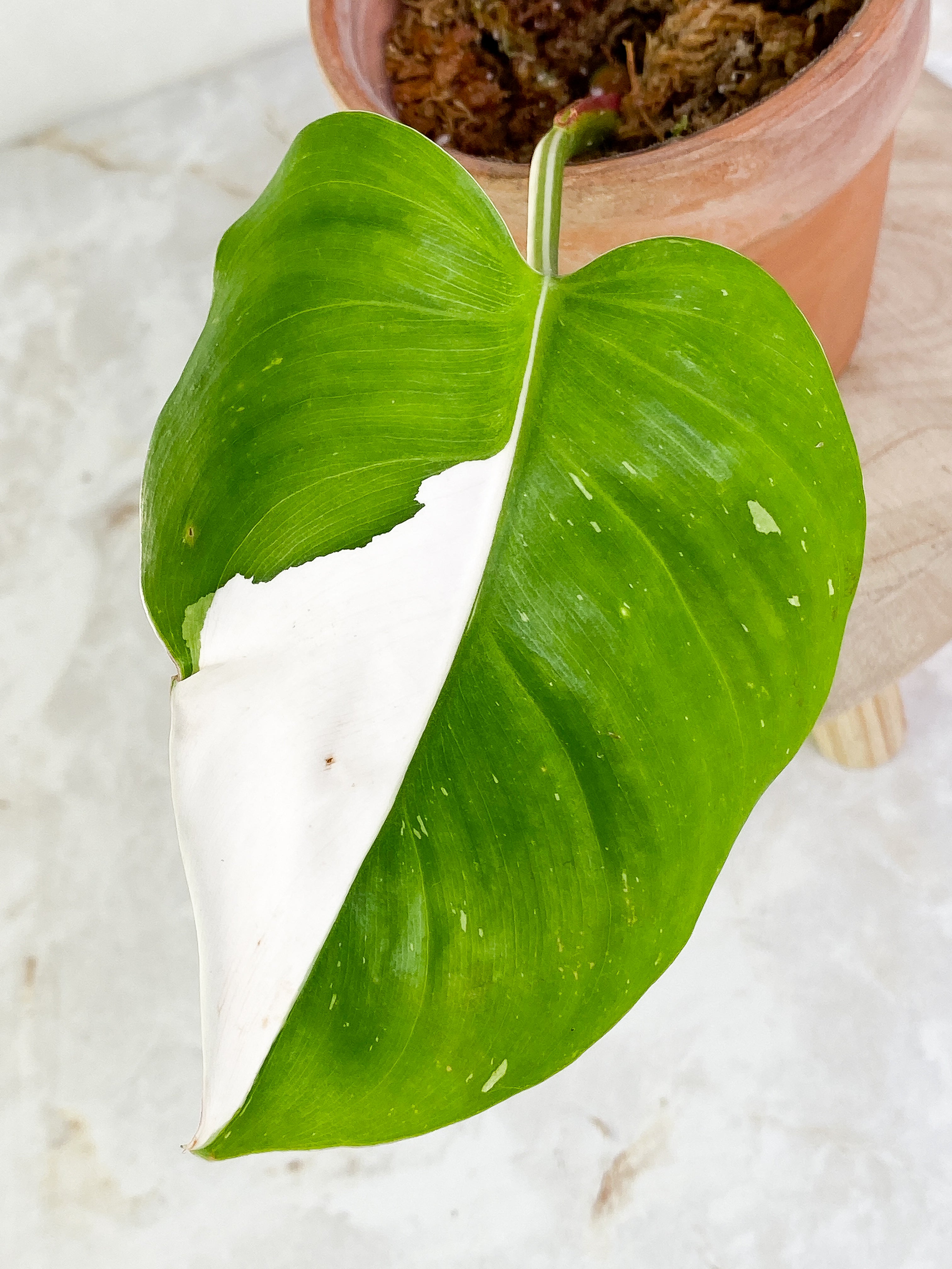 Philodendron white princess high variegation 1 leaf Rooting