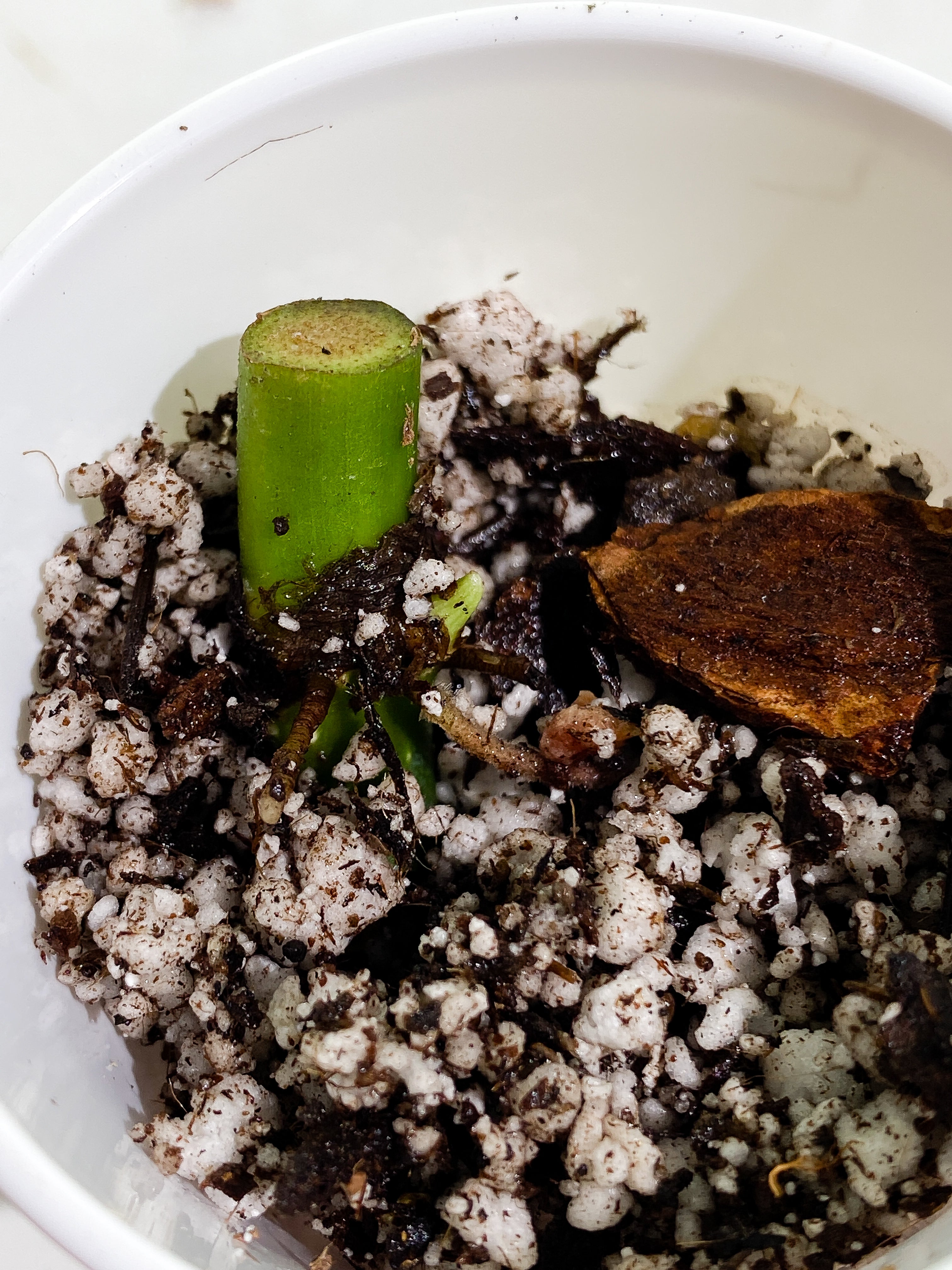Philodendron verrucosum carmin node rooting