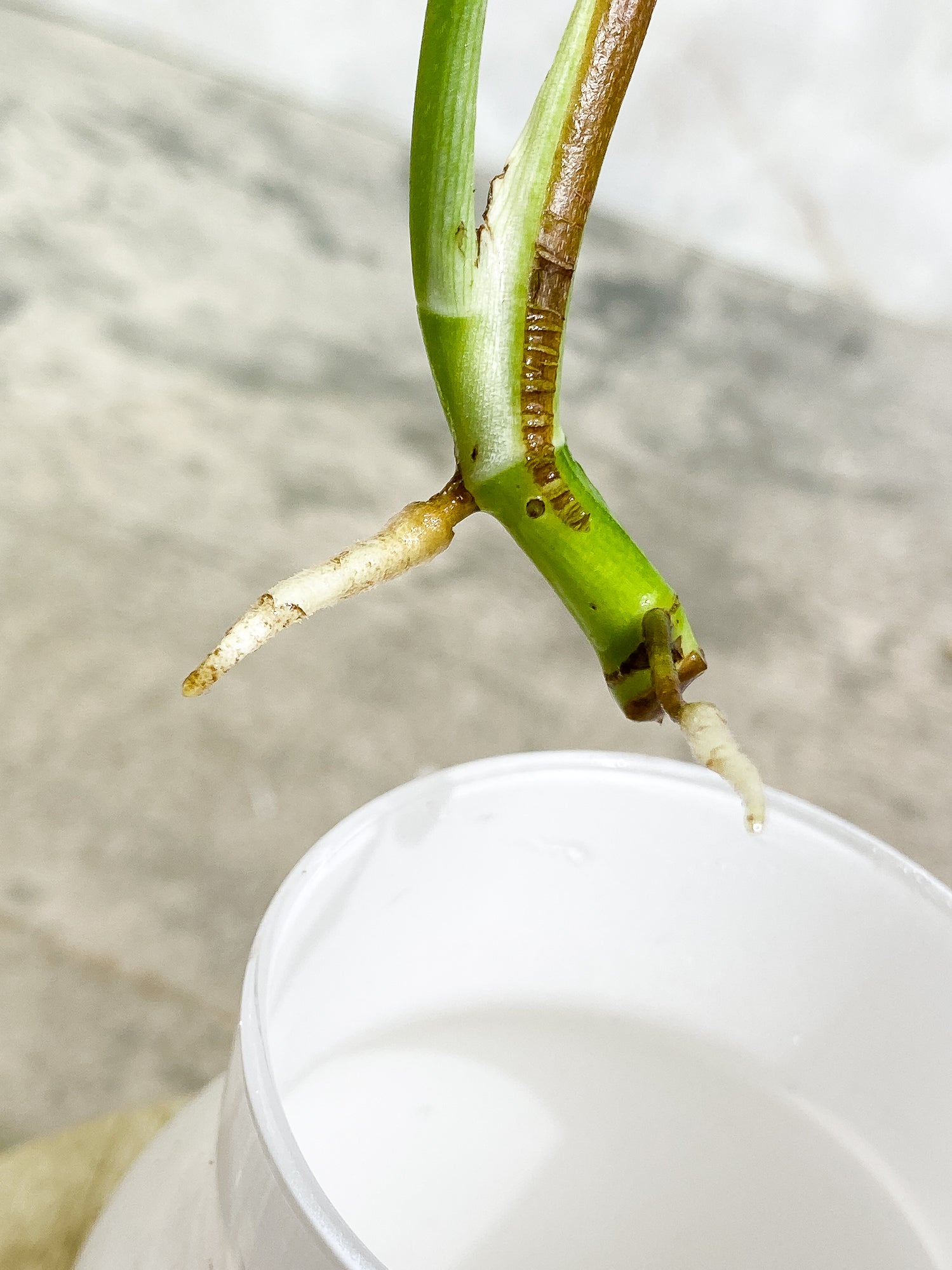 Epipremnum pinnatum golden flame 2 leaves double node rooting