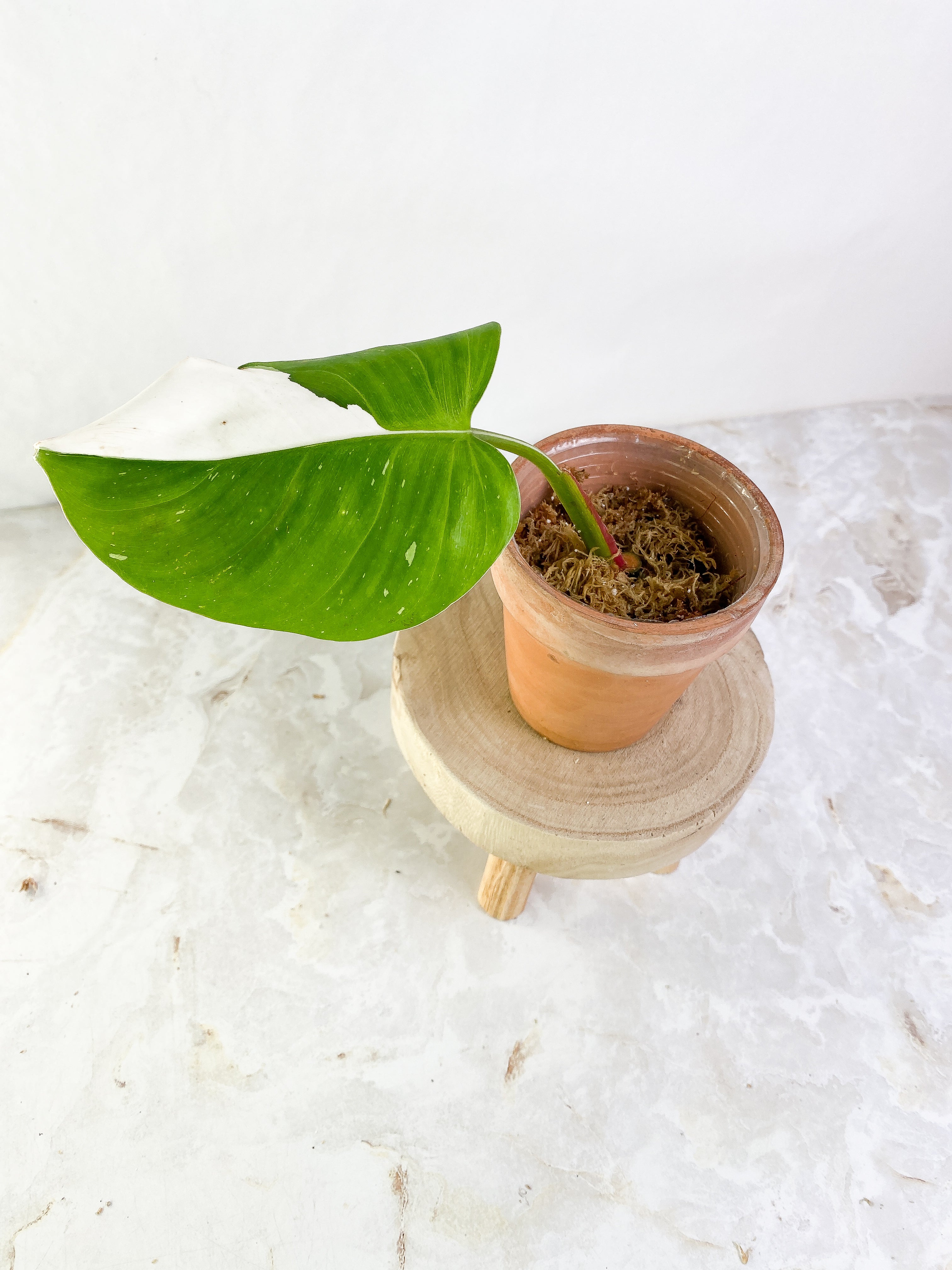 Philodendron white princess high variegation 1 leaf Rooting