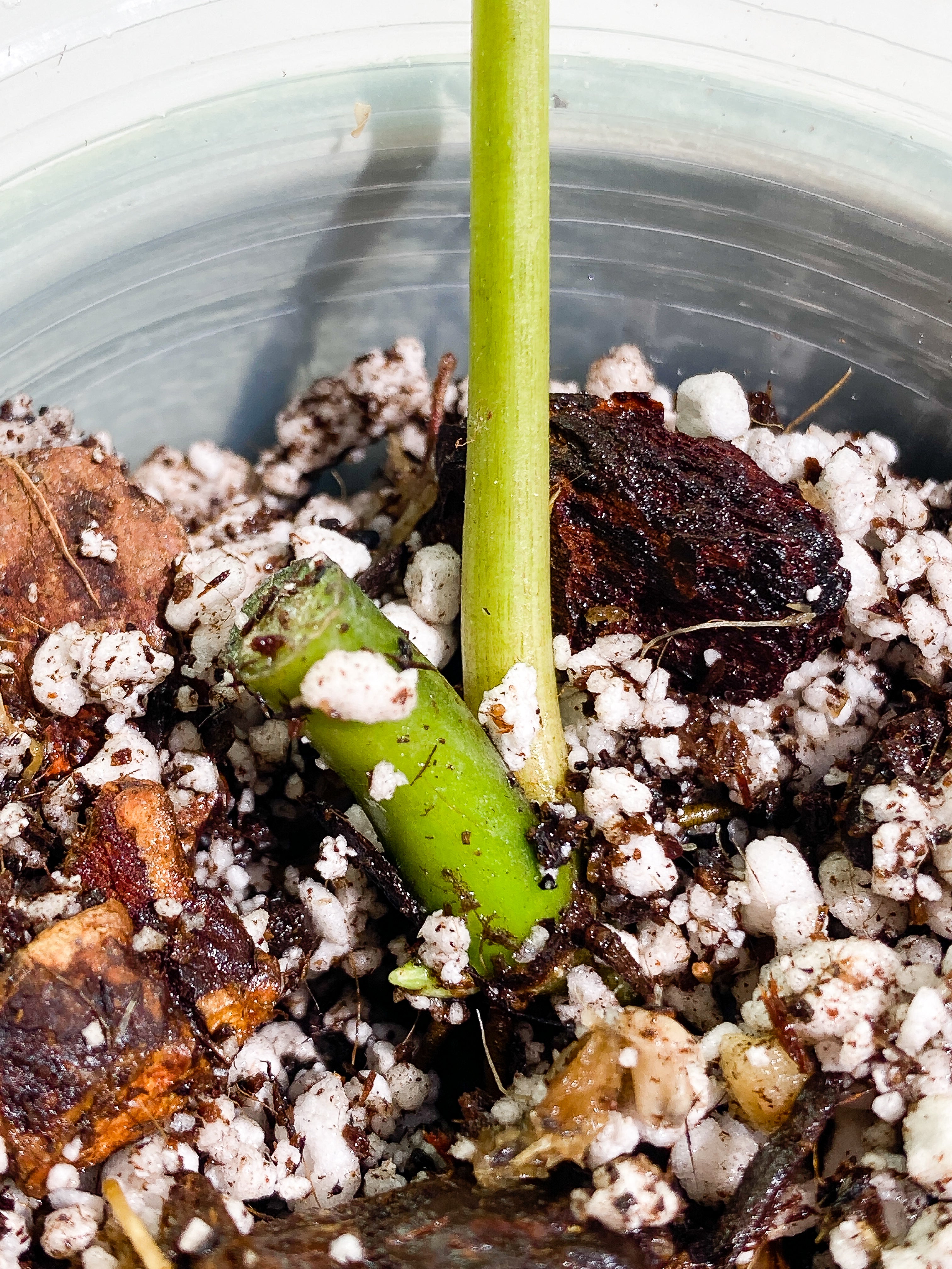 Philodendron Verrucosum carmin  1 leaf rooted