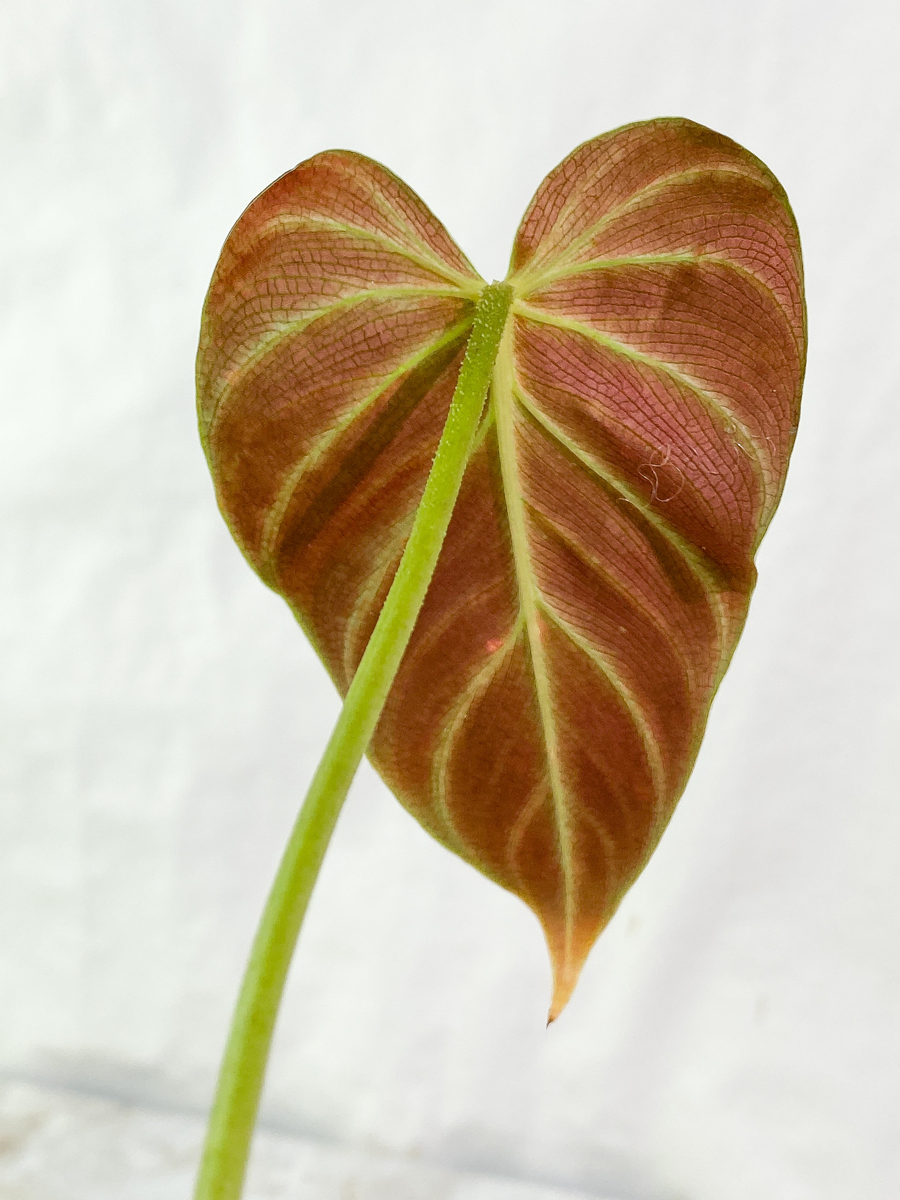 Philodendron Verrucosum carmin  1 leaf rooted