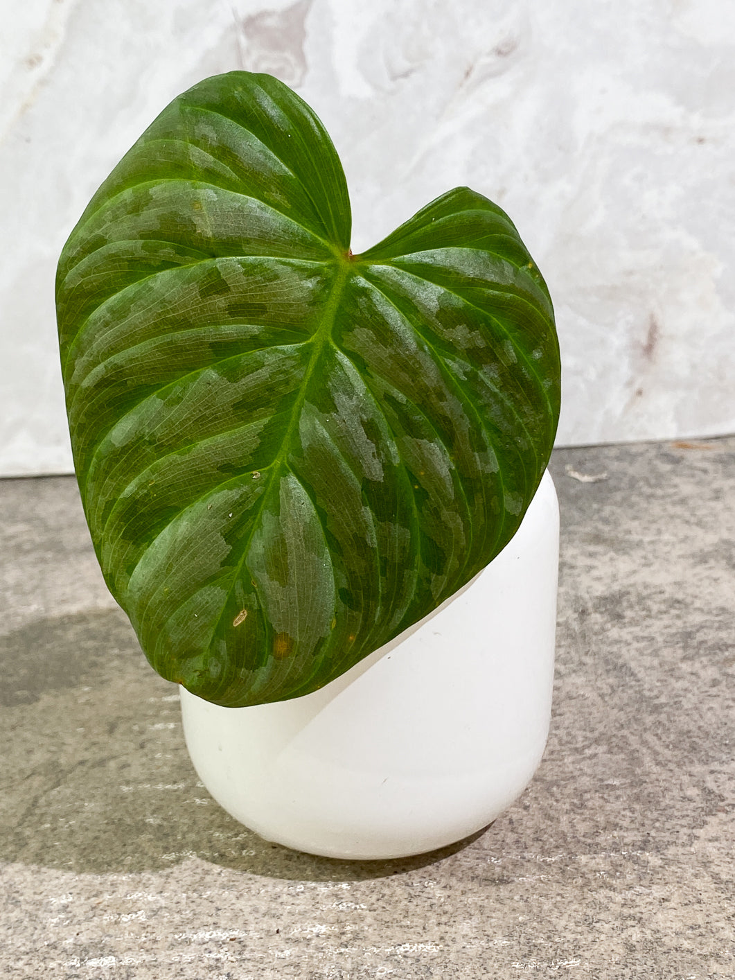 Philodendron Majestic Rooting 1 leaf 1 sprout