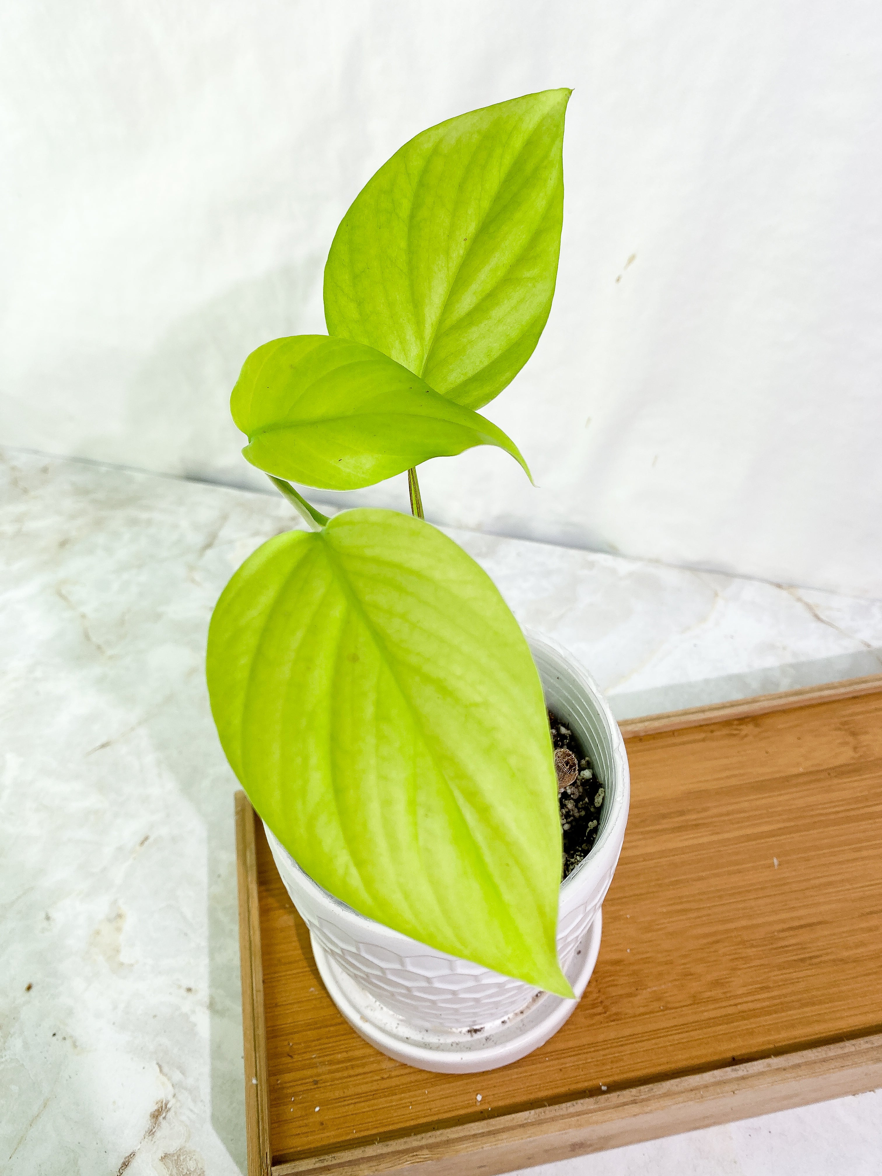 Rhaphidophora Pertusa 4 leaves rooted