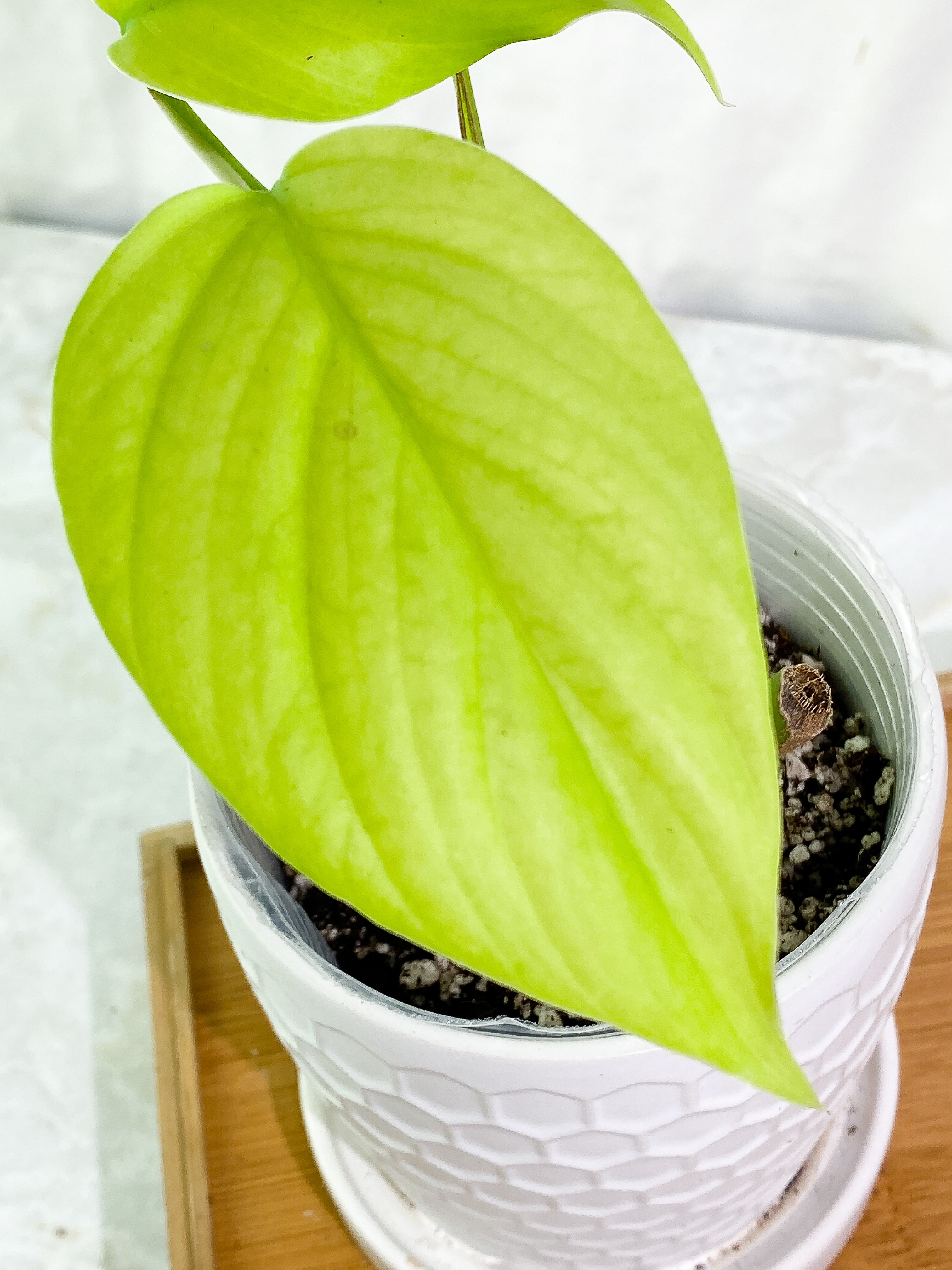 Rhaphidophora Pertusa 4 leaves rooted