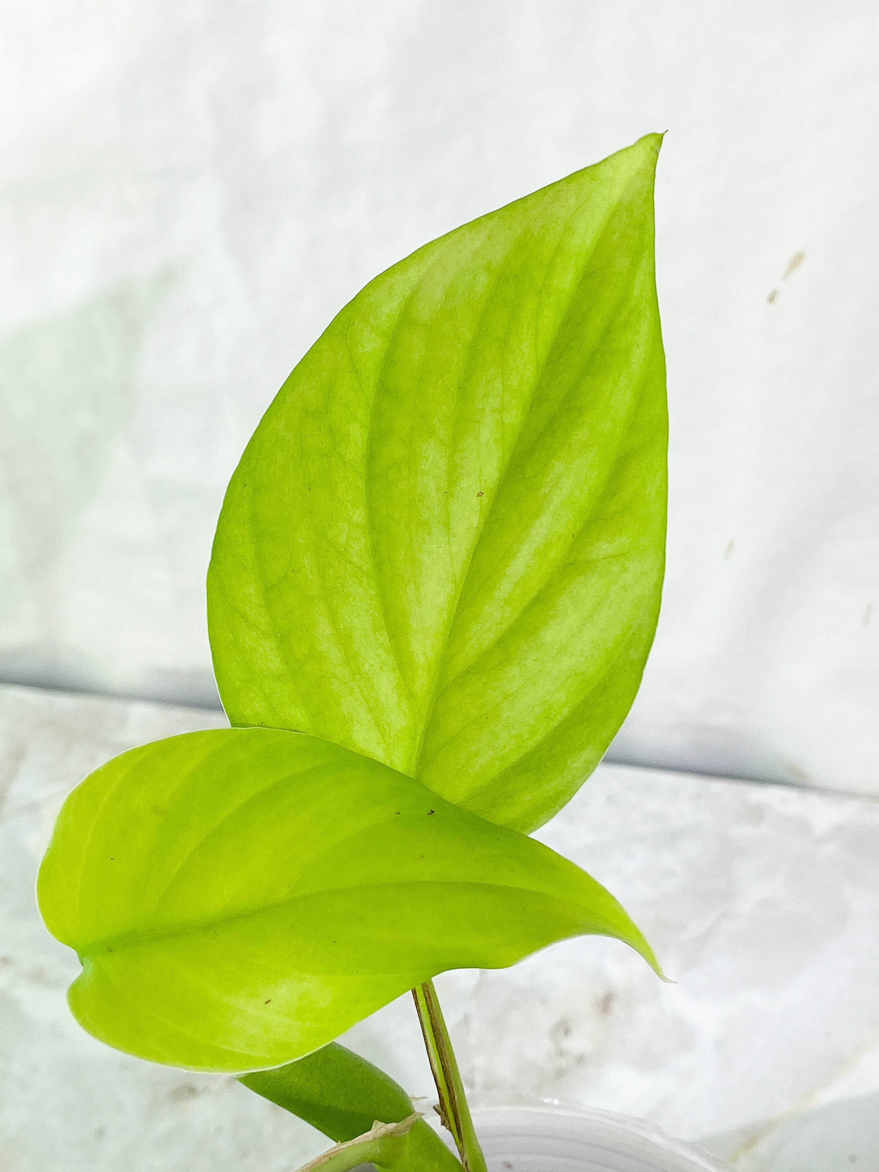 Rhaphidophora Pertusa 4 leaves rooted