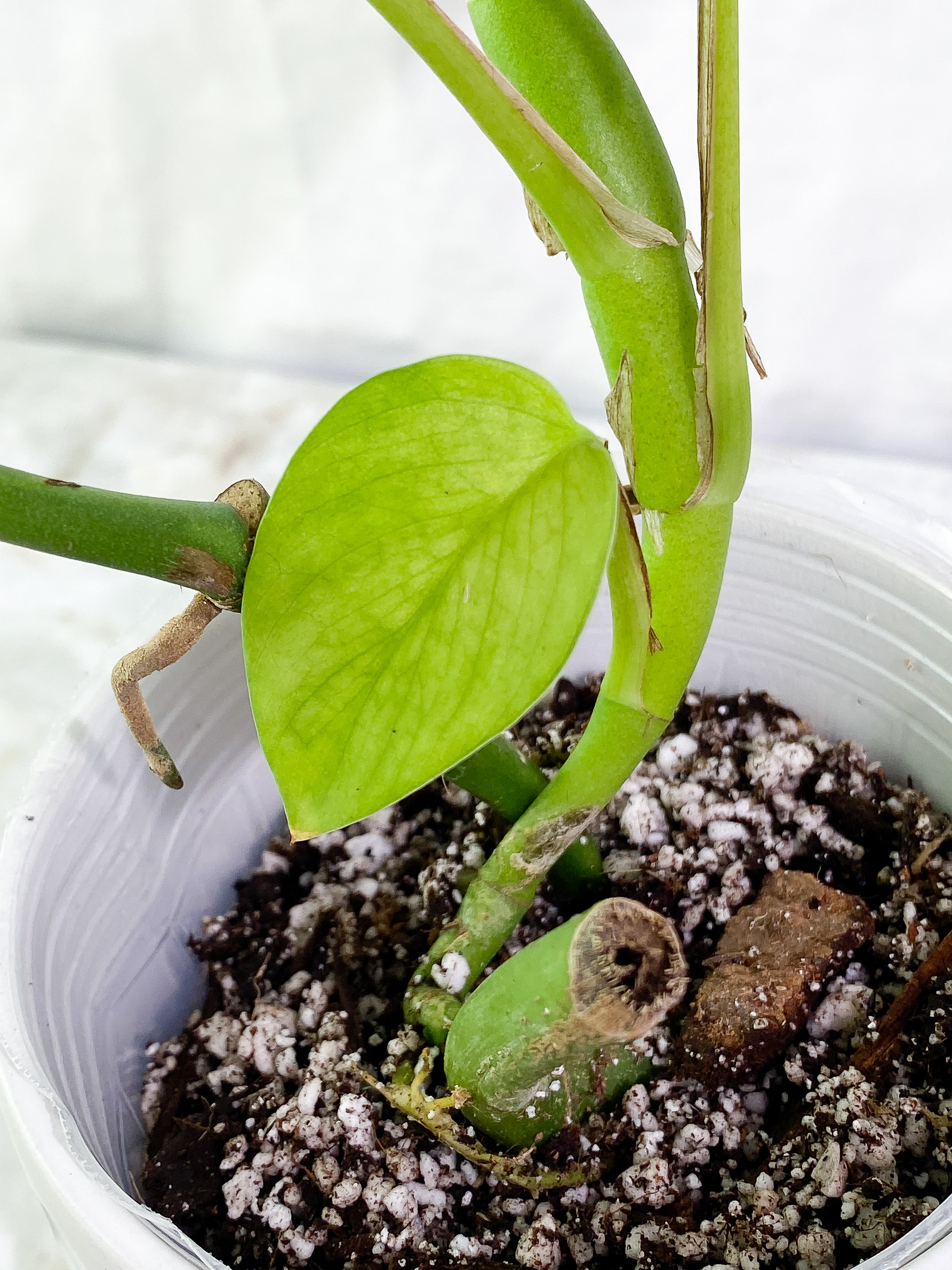 Rhaphidophora Pertusa 4 leaves rooted