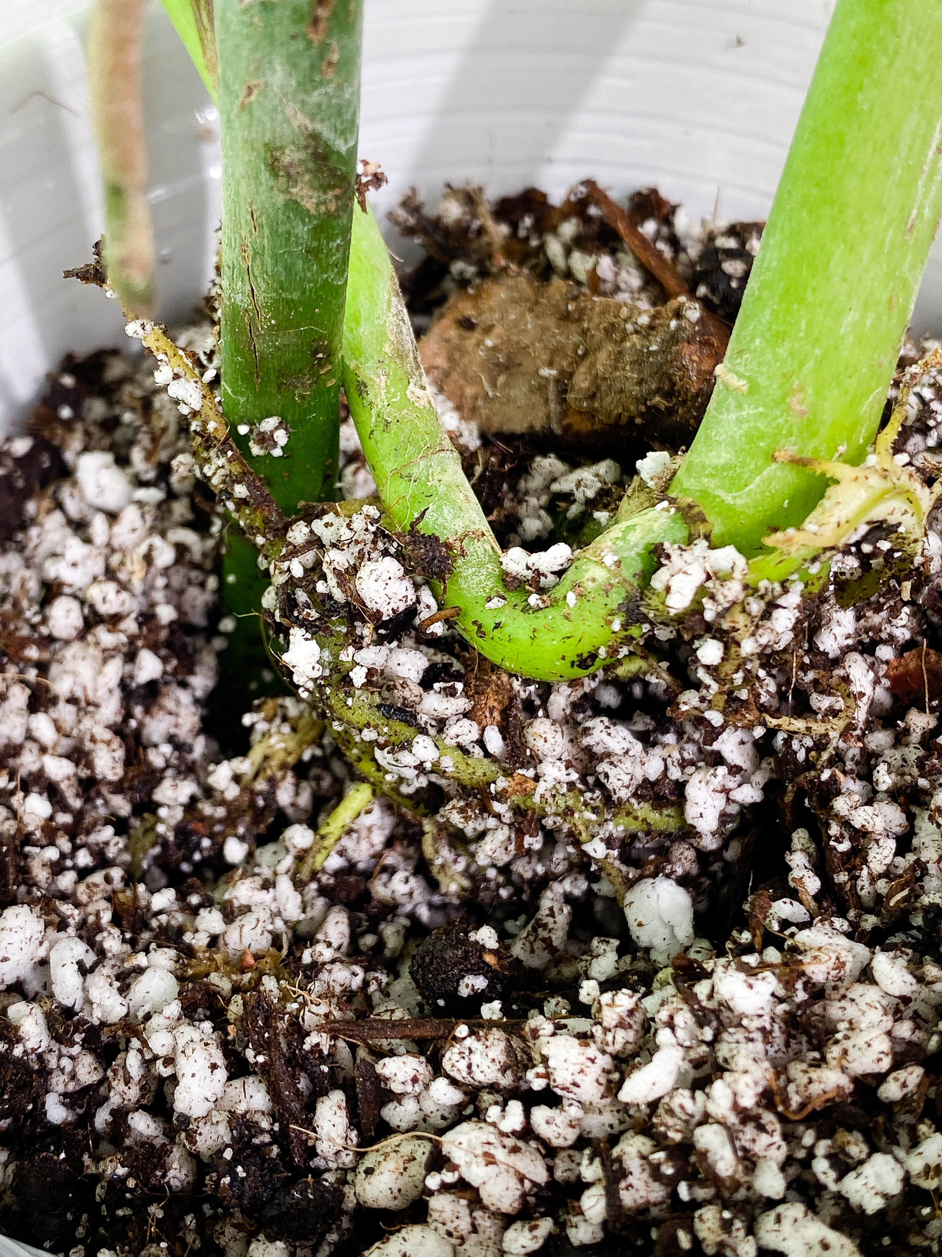 Rhaphidophora Pertusa 4 leaves rooted