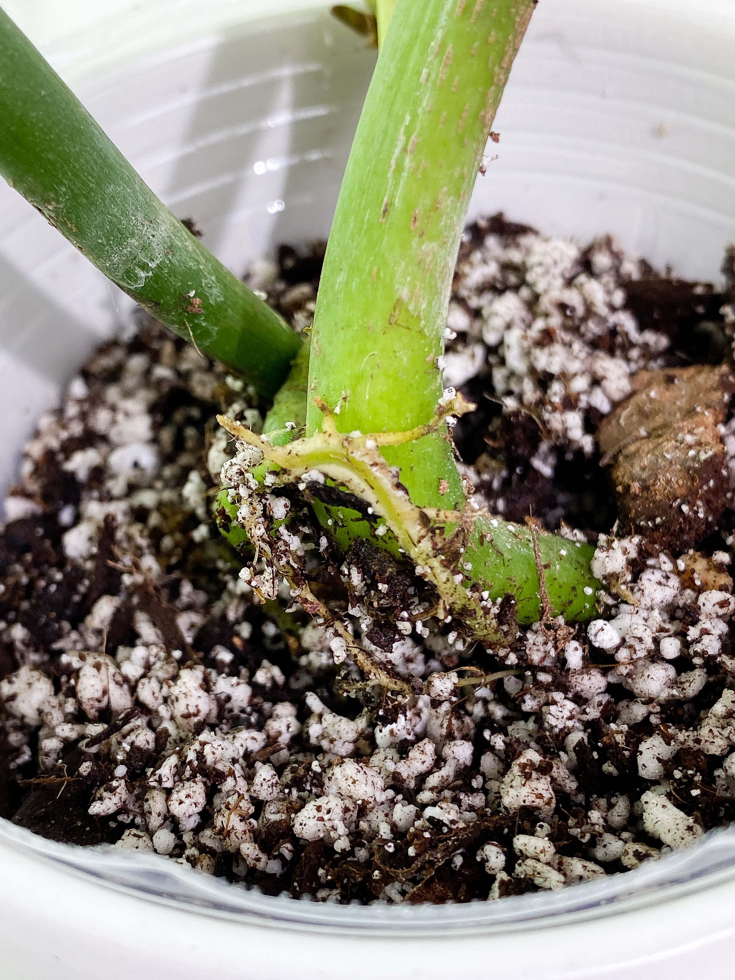 Rhaphidophora Pertusa 4 leaves rooted