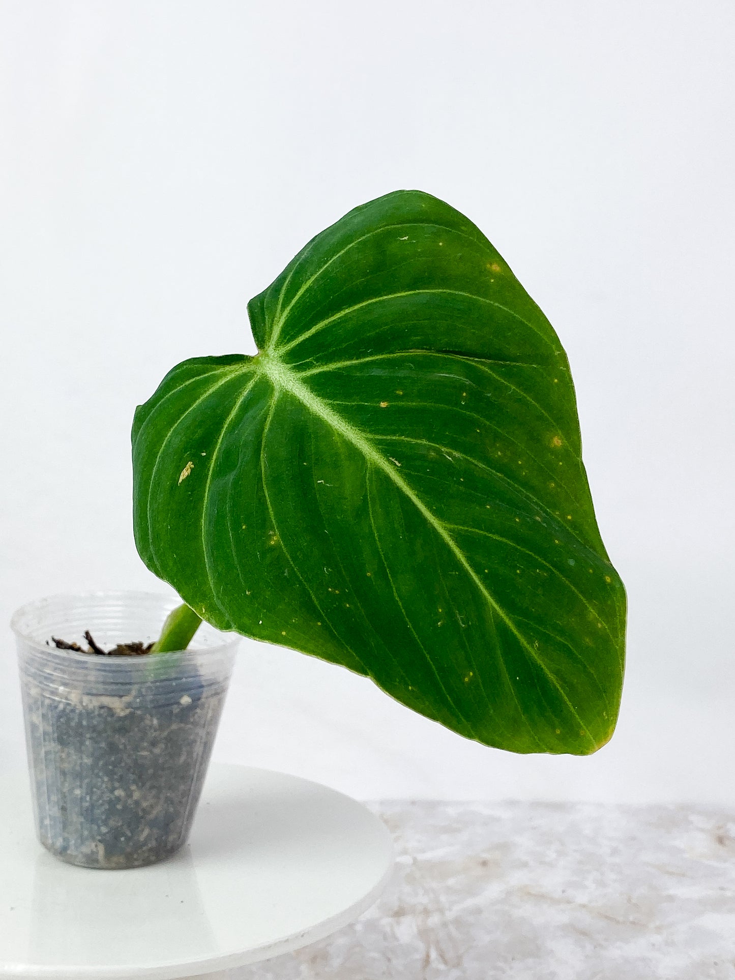 Philodendron Glorious Rooted