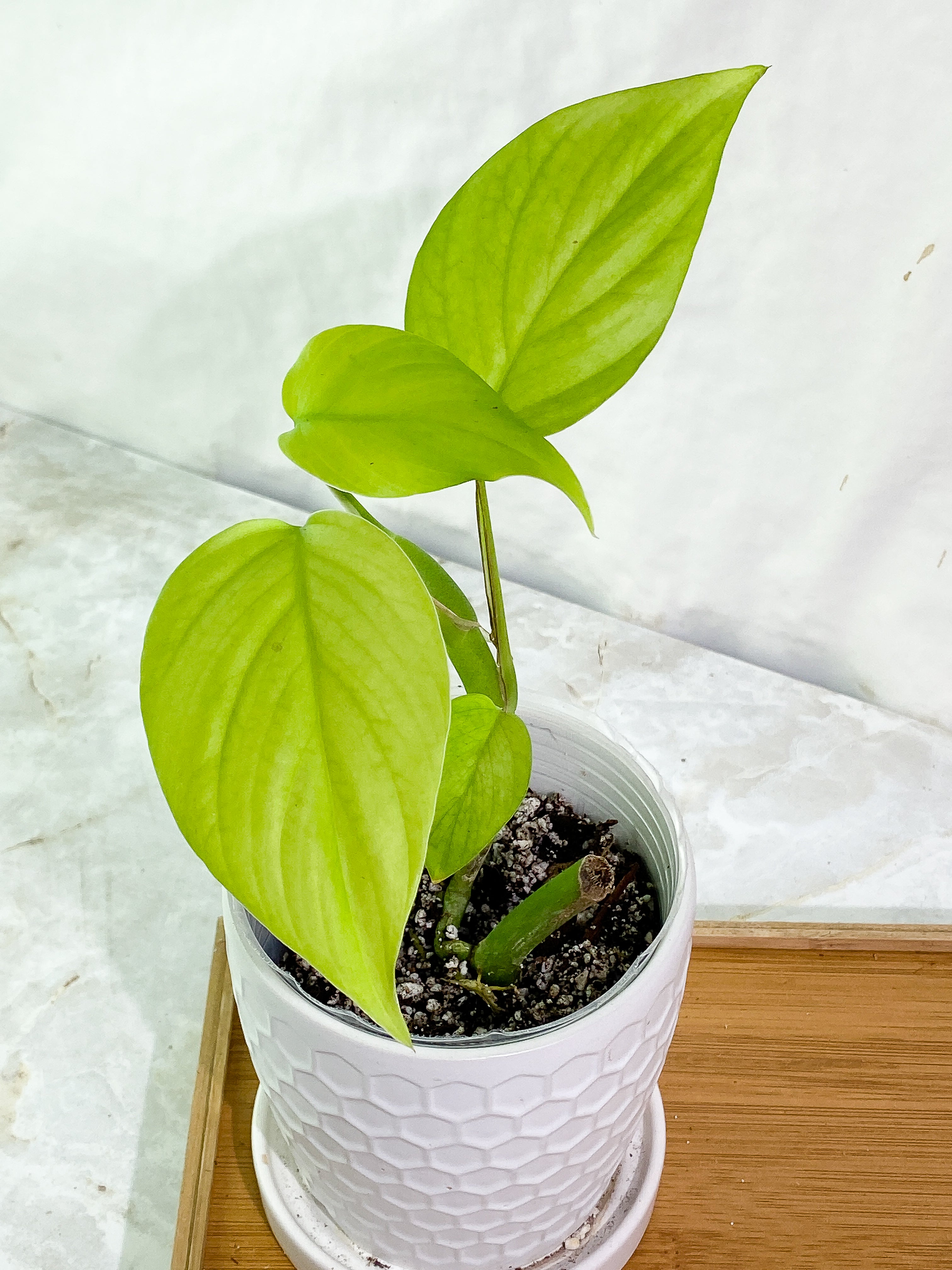 Rhaphidophora Pertusa 4 leaves rooted