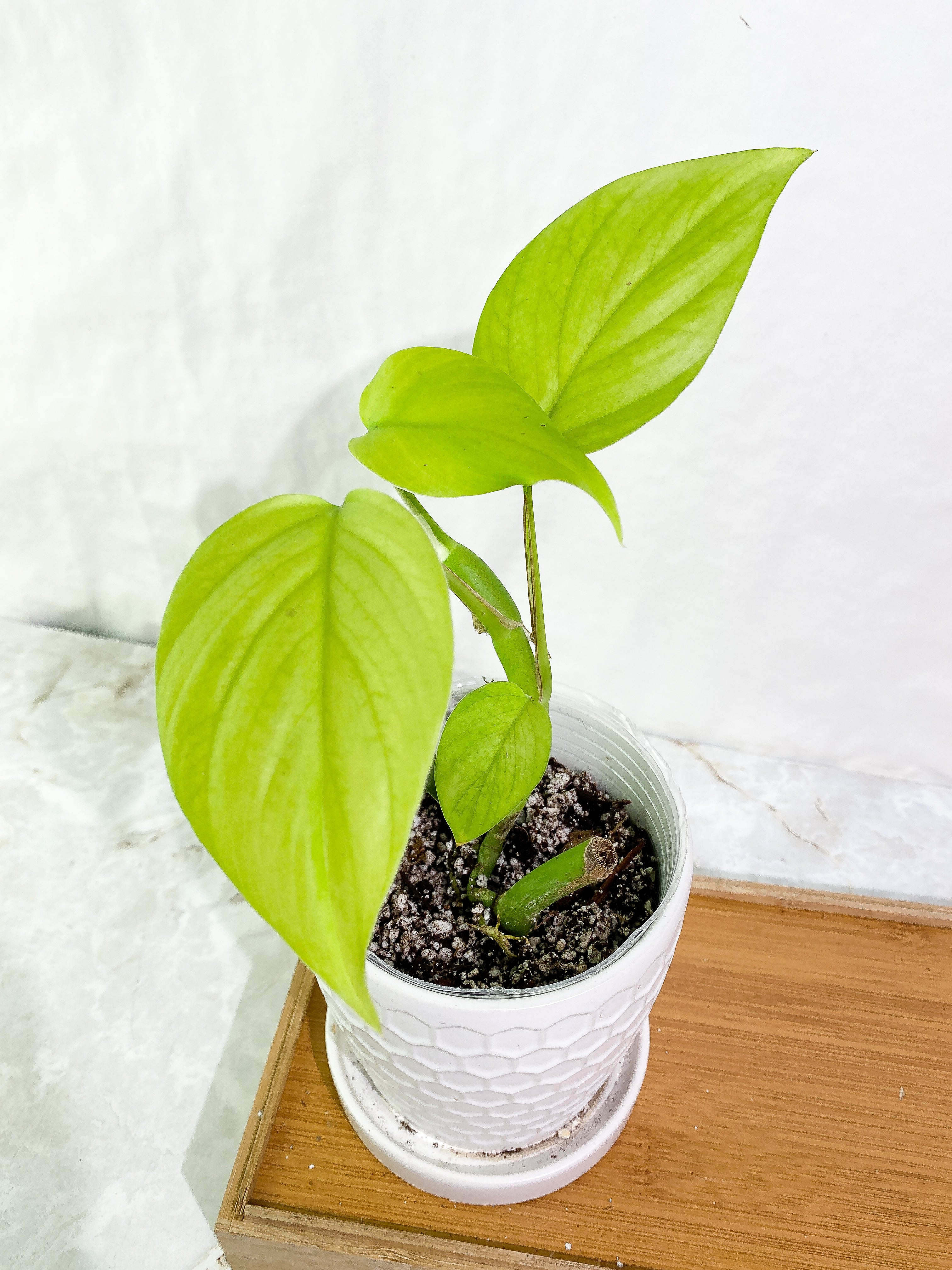 Rhaphidophora Pertusa 4 leaves rooted