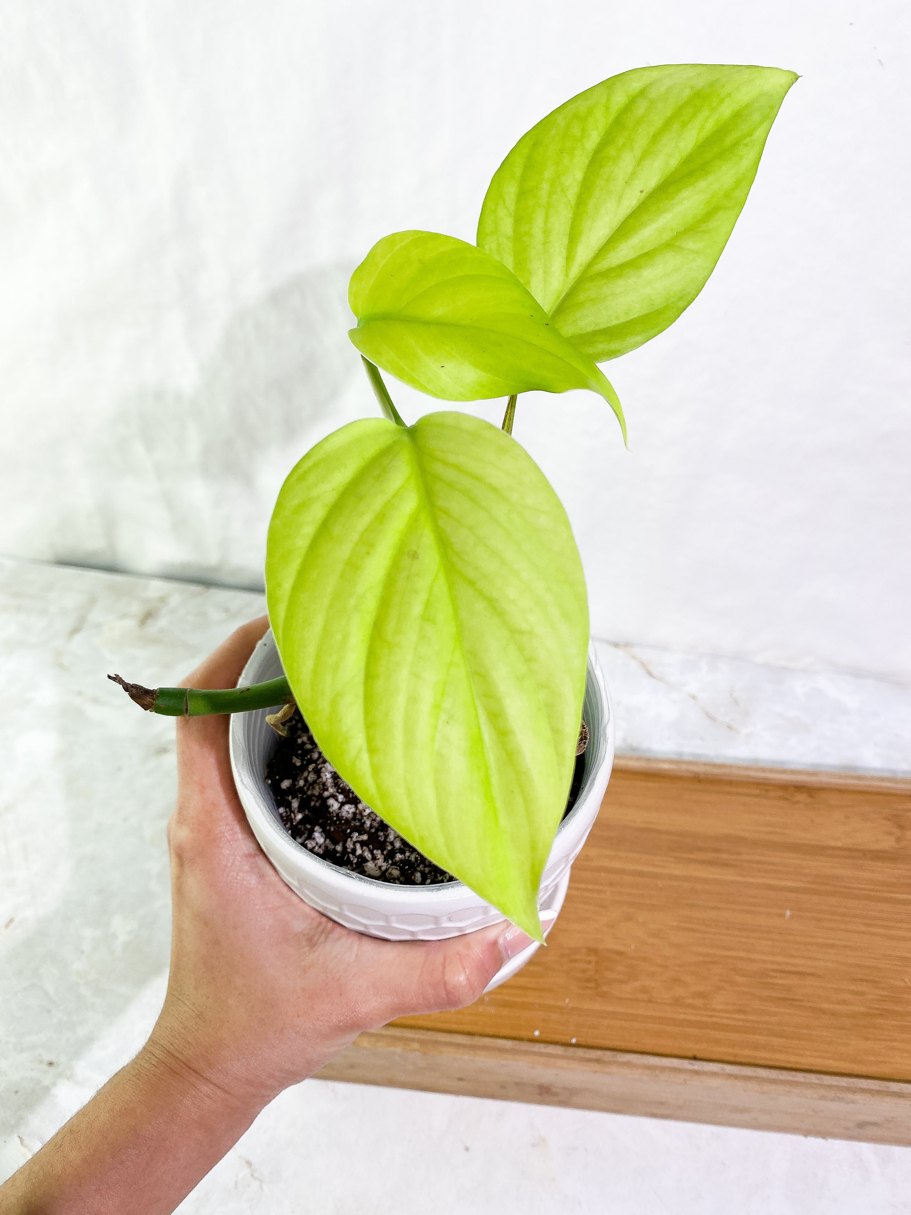 Rhaphidophora Pertusa 4 leaves rooted