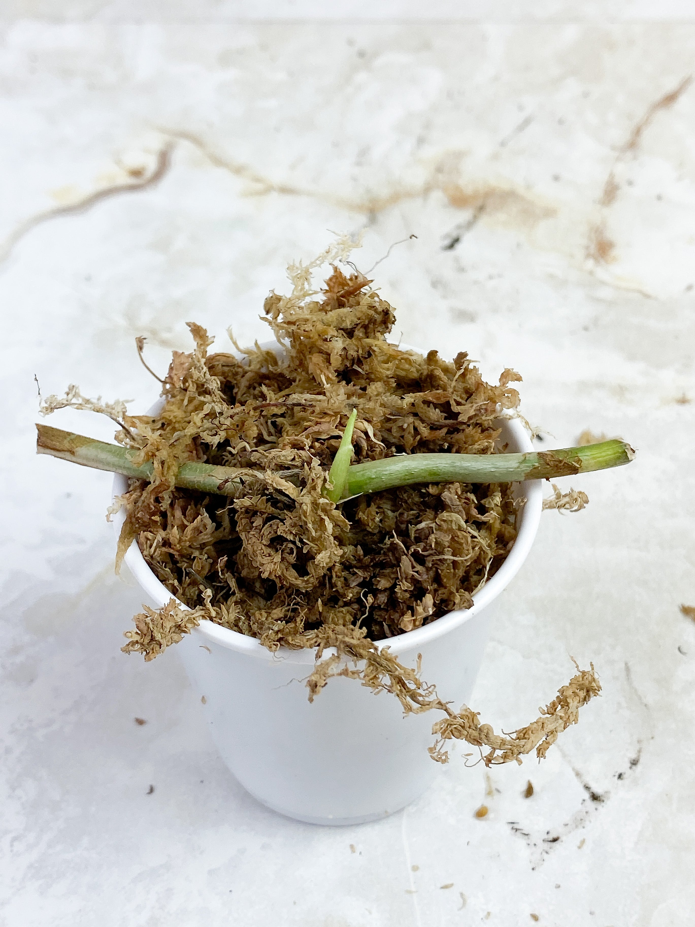 Philodendron Verrucosum Cobra rooted node.