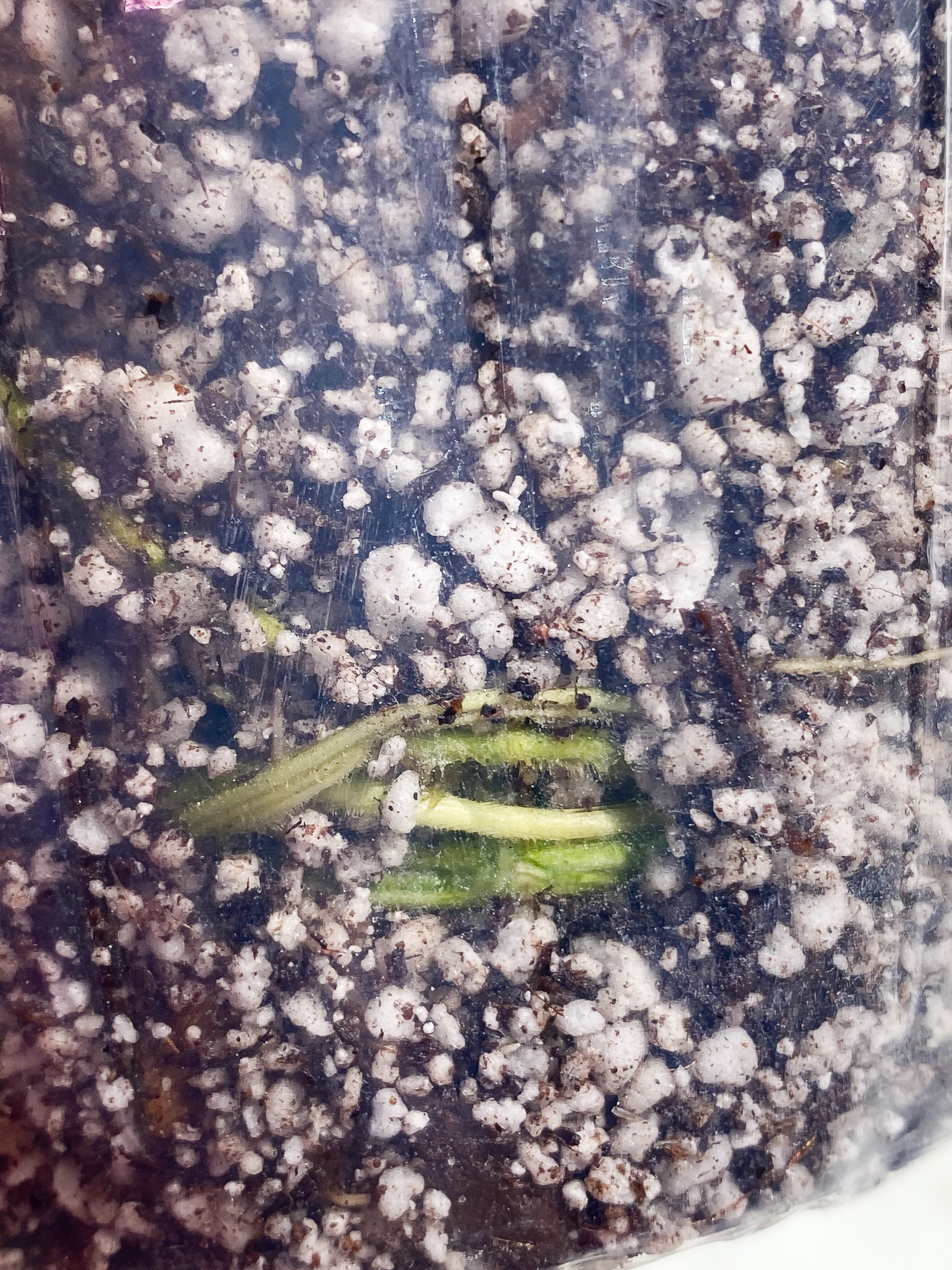 Rhaphidophora Pertusa 4 leaves rooted