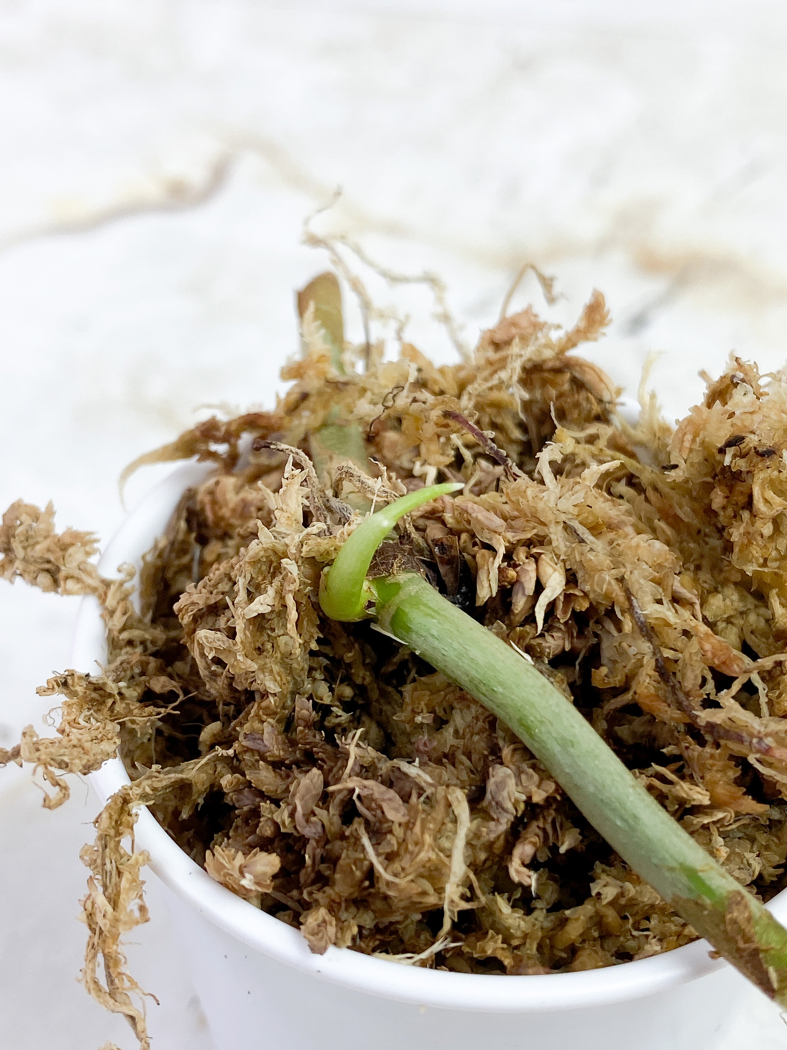 Philodendron Verrucosum Cobra rooted node.