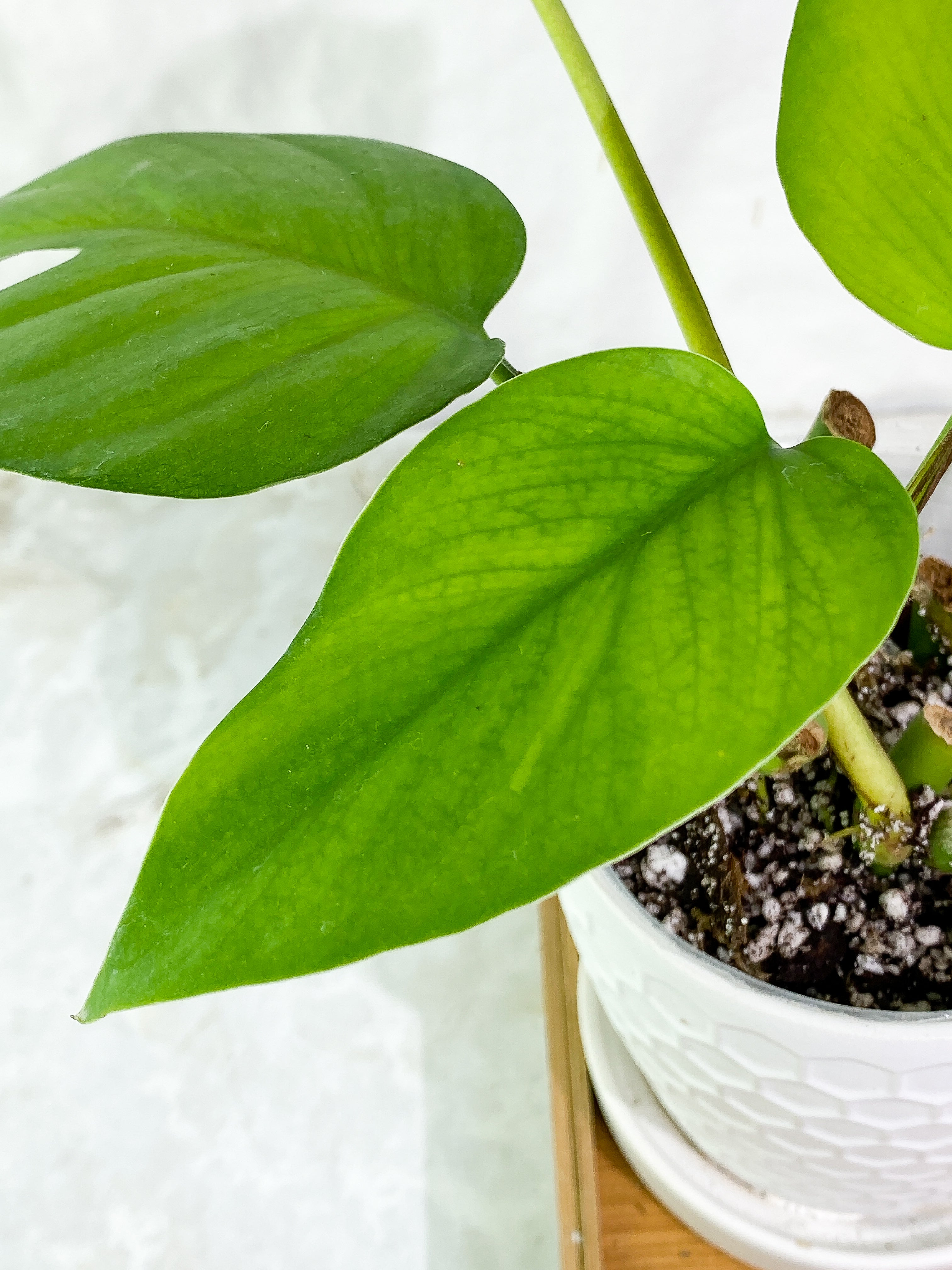 Rhaphidophora Pertusa 4 leaves 3 sprout rooted