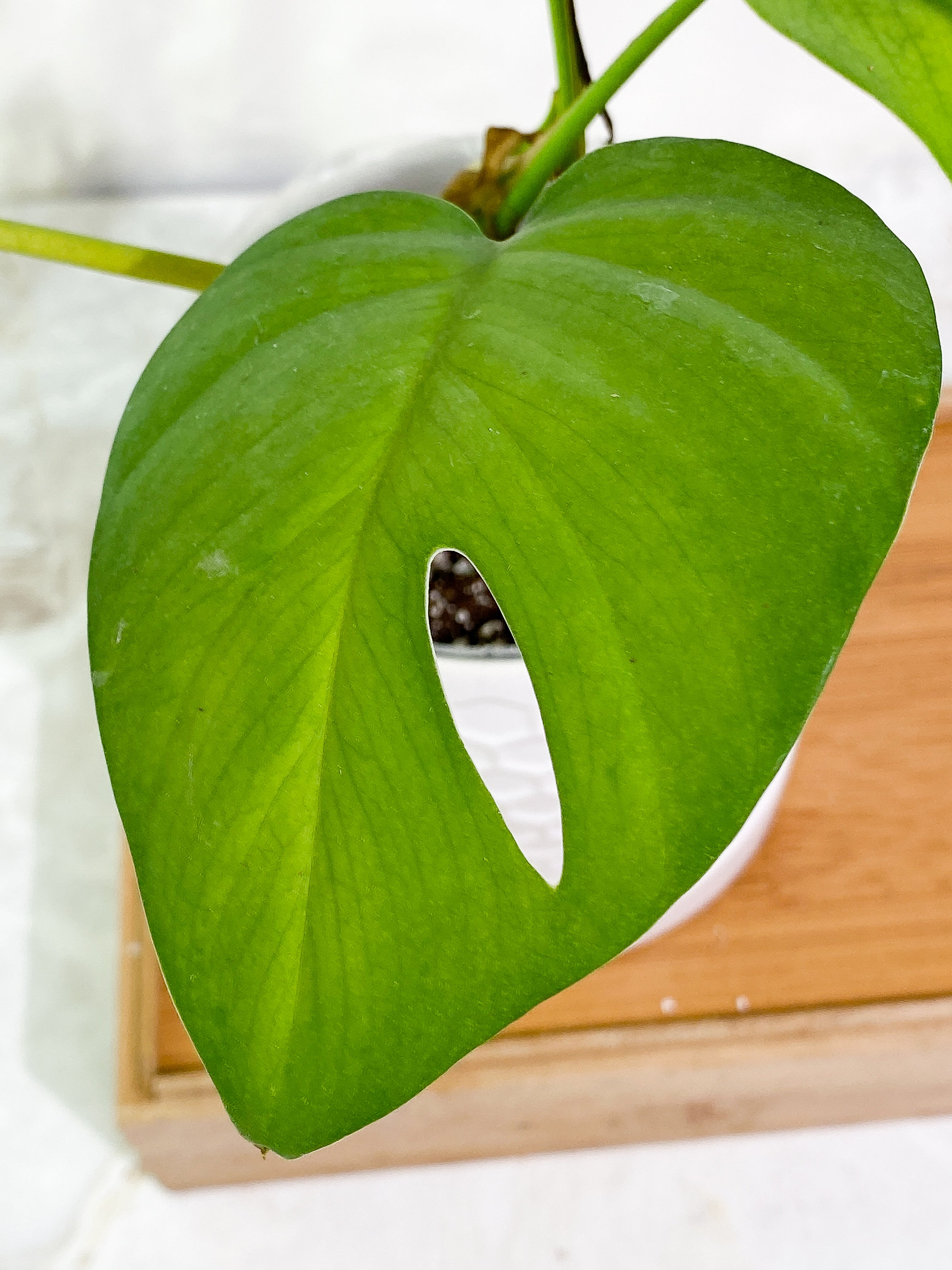 Rhaphidophora Pertusa 4 leaves 3 sprout rooted