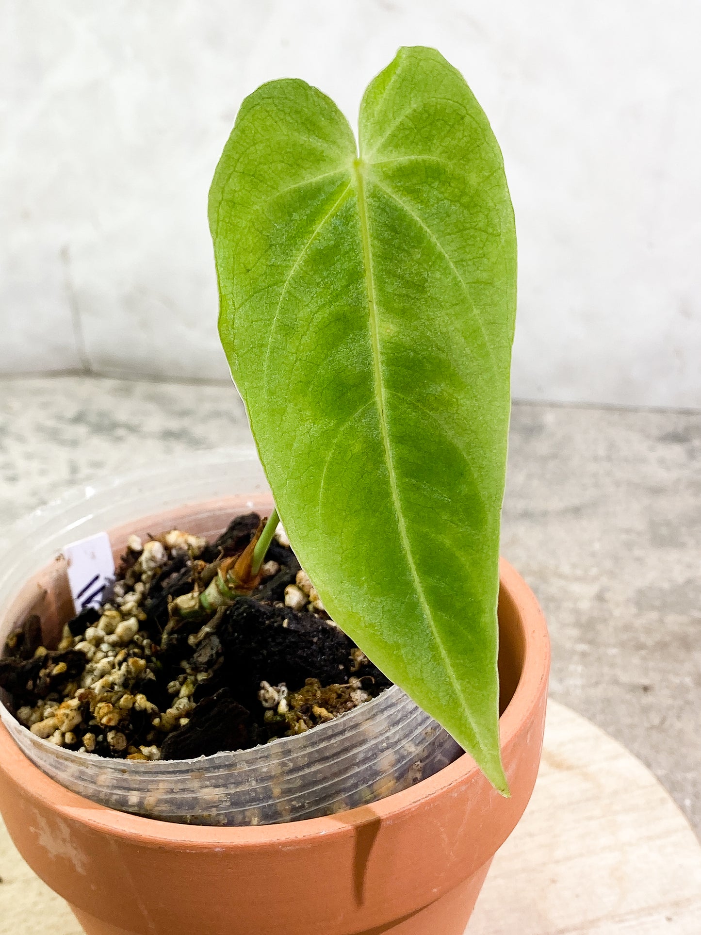 Anthurium waterburyanum 1 leaf fully rooted