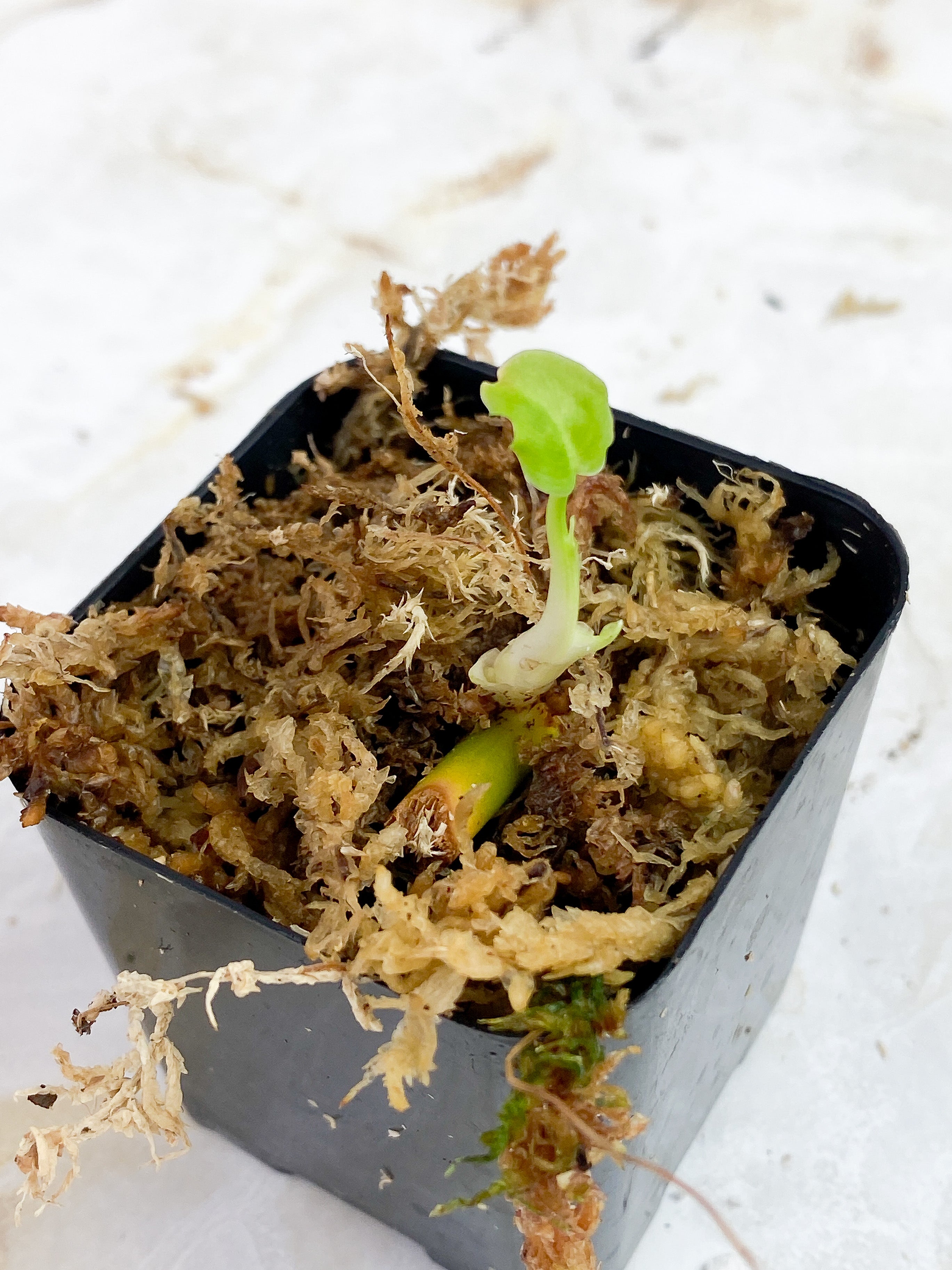 Philodendron Verrucosum Cobra slightly rooted.