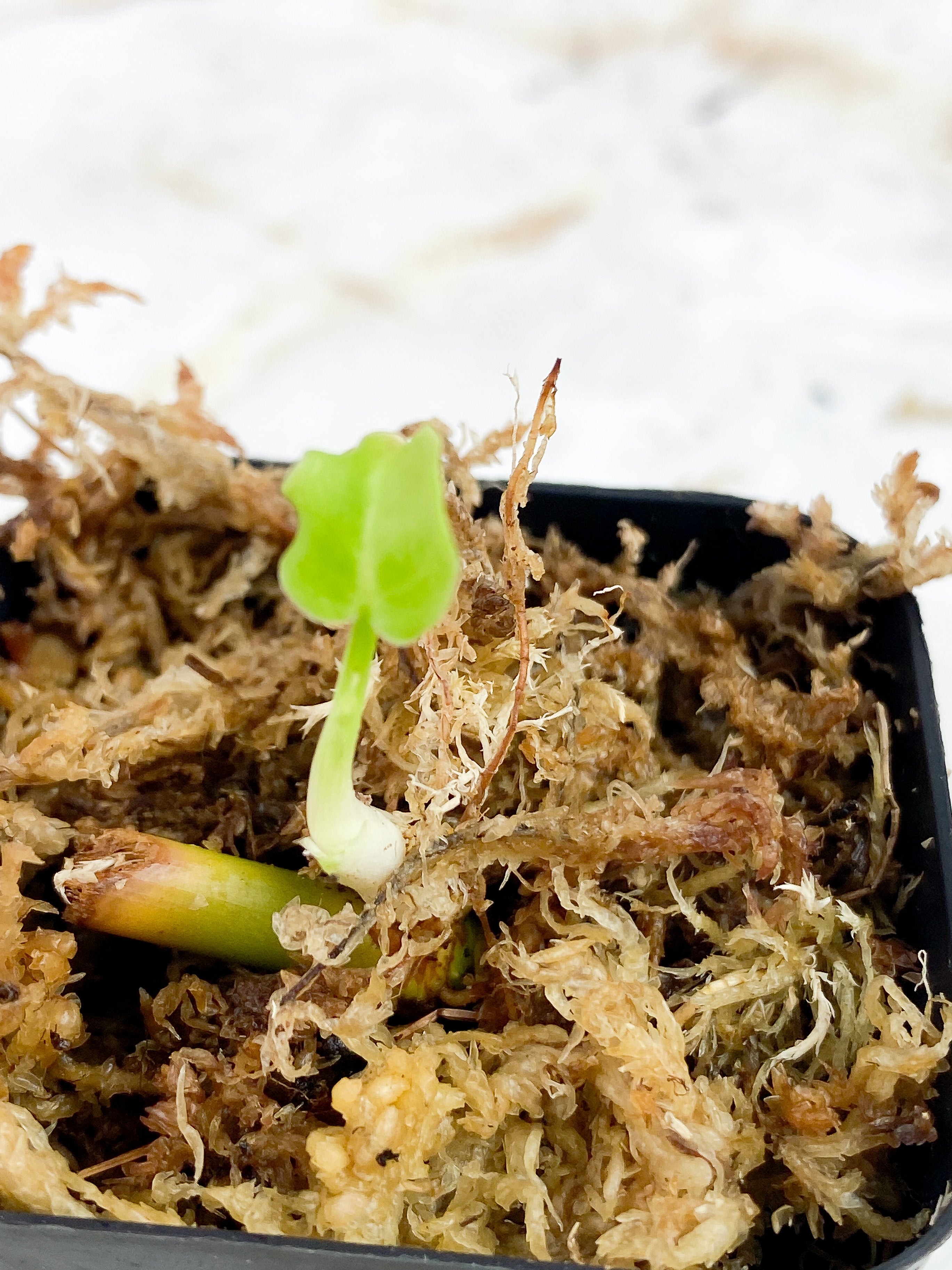 Philodendron Verrucosum Cobra slightly rooted.